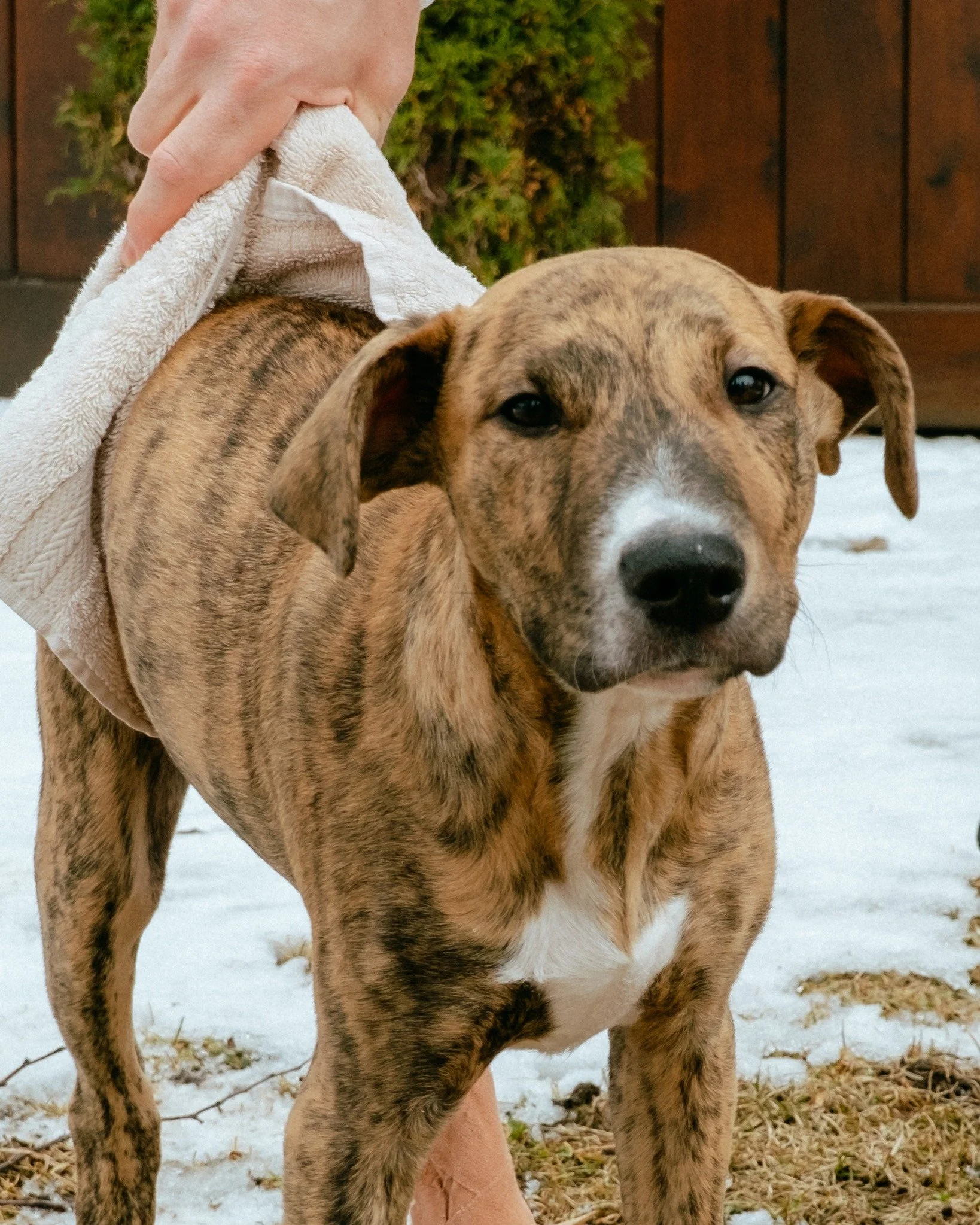 We believe in second chances. Finn was failed far too early in life, a victim of cruelty with no one there to protect or care for him when he needed it most.

Now he has a chance to heal, with your help.

Follow his journey, share his story, and help