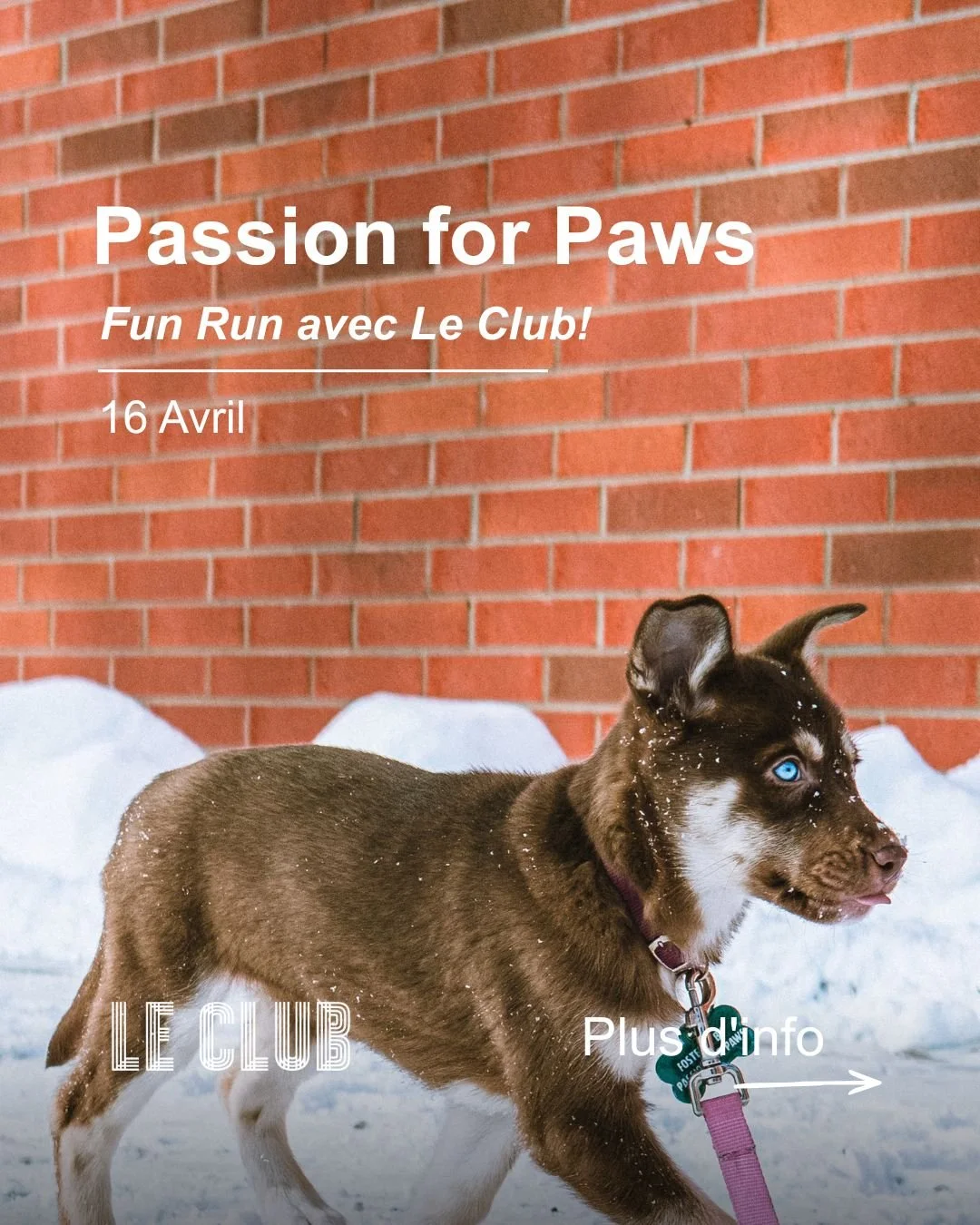 This week, we're bringing the whole Pack. Dogs included.
@leclub.cc_cafe is teaming up with Passion for Paws for a special edition morning run, and this time, furry family members are not just welcome, they're encouraged.

Thursday, April 16
7:00 am 