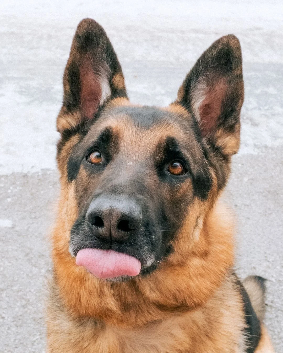 🚨 New Pawtner Alert! 🚨

This week, we&rsquo;re so excited to welcome our newest partner shop: @salem_sabrina2 ! 🐾

You can now purchase collars and leashes directly through our Zeffy website, and 35% of proceeds will go straight toward supporting 