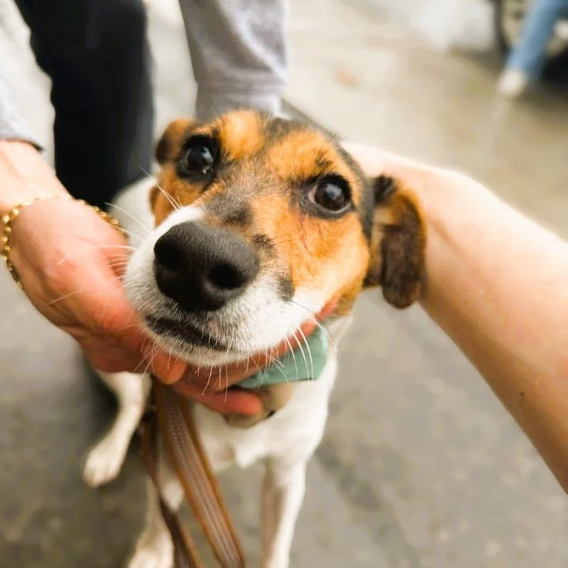 🐾 Meet Jack (name can change!)
~8&ndash;12 months | Male | Jack Russell | ~18 lbs
Foster or Foster-to-Adopt Needed

Found abandoned and never claimed, Jack hasn&rsquo;t let his past dim his spirit&mdash;he&rsquo;s a happy, loving little guy ready fo