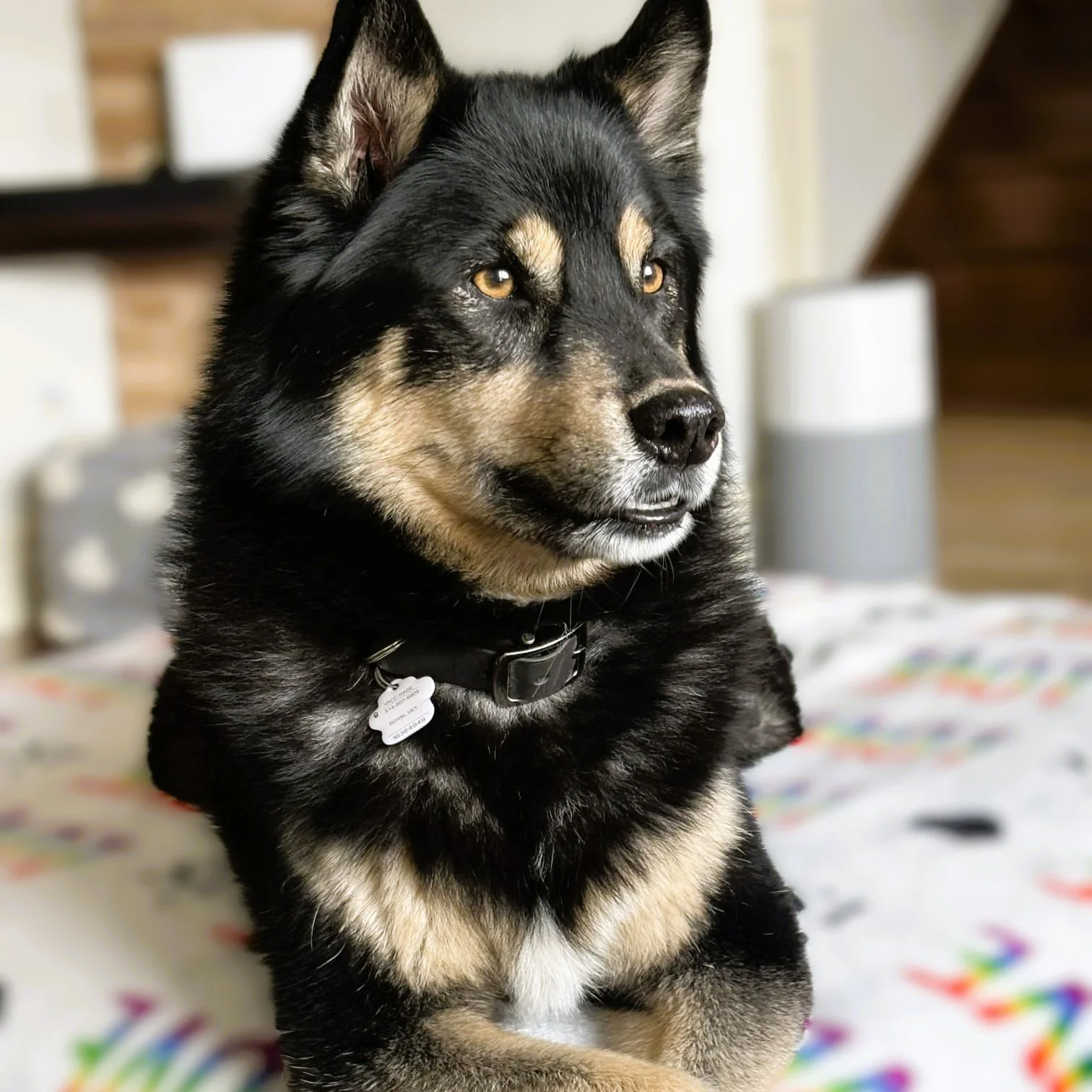🌟 Our featured Dog of the week : Cooper 🤎
8 yrs | Pomsky | ~45 lbs

Foster update 🤎 (6 months)
After 6 months in foster, it&rsquo;s safe to say he&rsquo;s something truly special. He settled in so easily and has been a loving, loyal little compani