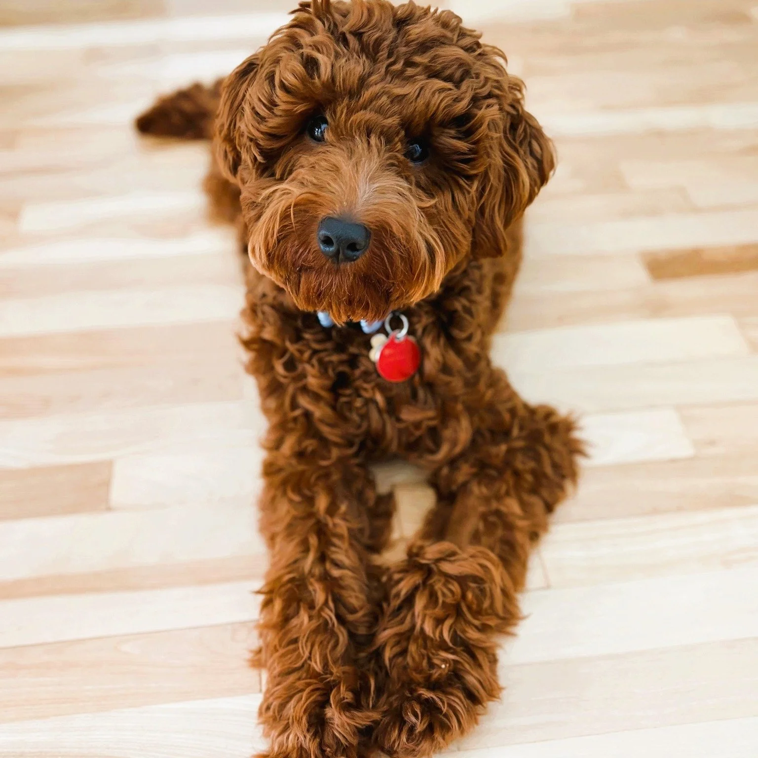 🐾 Meet Clifford 🤎
9 months | Goldendoodle | ~19 lbs
📍 Foster or Foster-to-Adopt | Montreal &amp; surrounding areas

Clifford is a sweet, social, and very smart puppy looking for an active home to match his energy! Affectionate and playful, he love