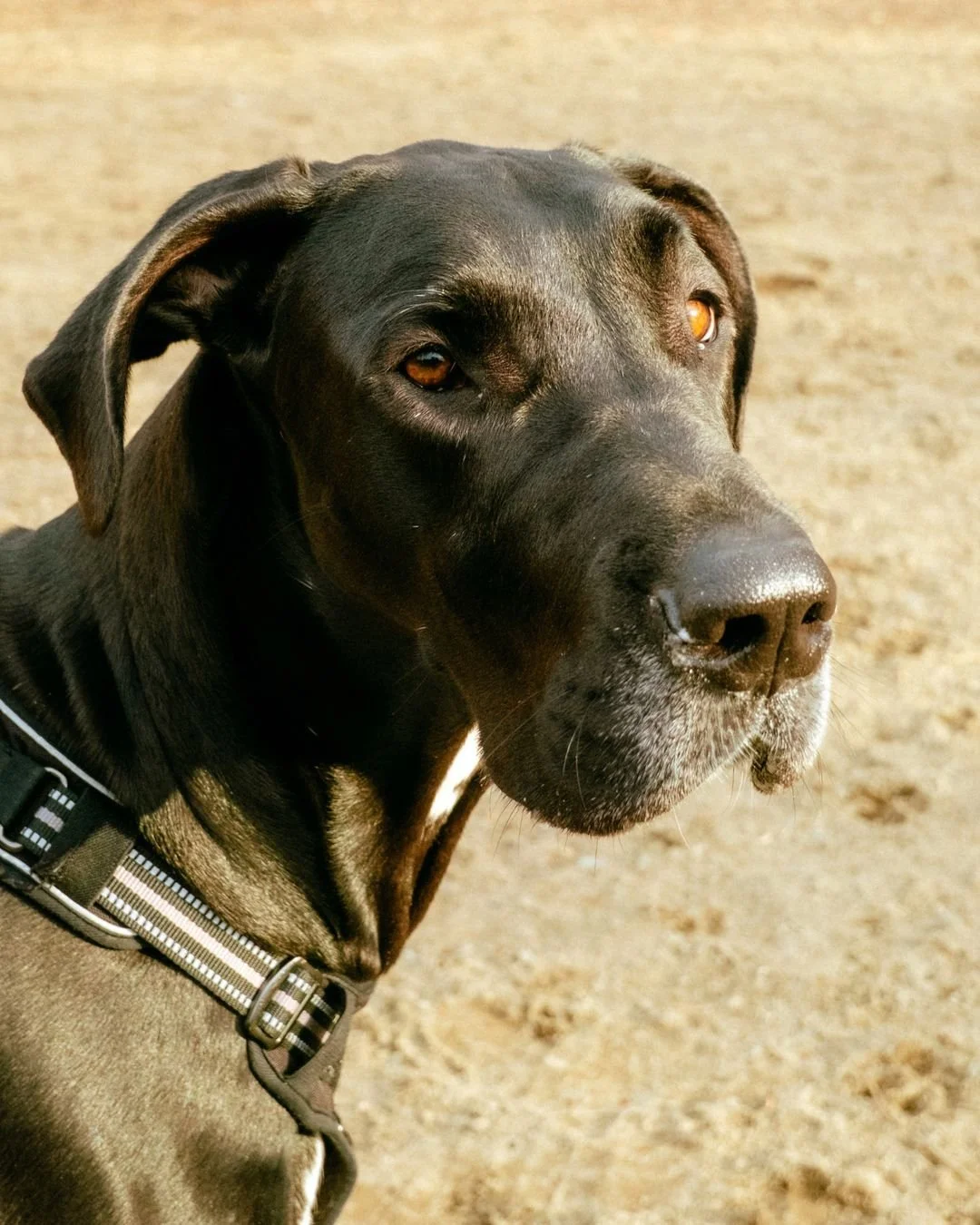 🐾 Meet Gigi

Found alone in the forest, this 1.5-year-old Great Dane has come so far! She&rsquo;s now ready for her fresh start. 💛

Shy at first, Gigi quickly blossoms into a sweet, playful, and affectionate companion. She&rsquo;s crate and potty t