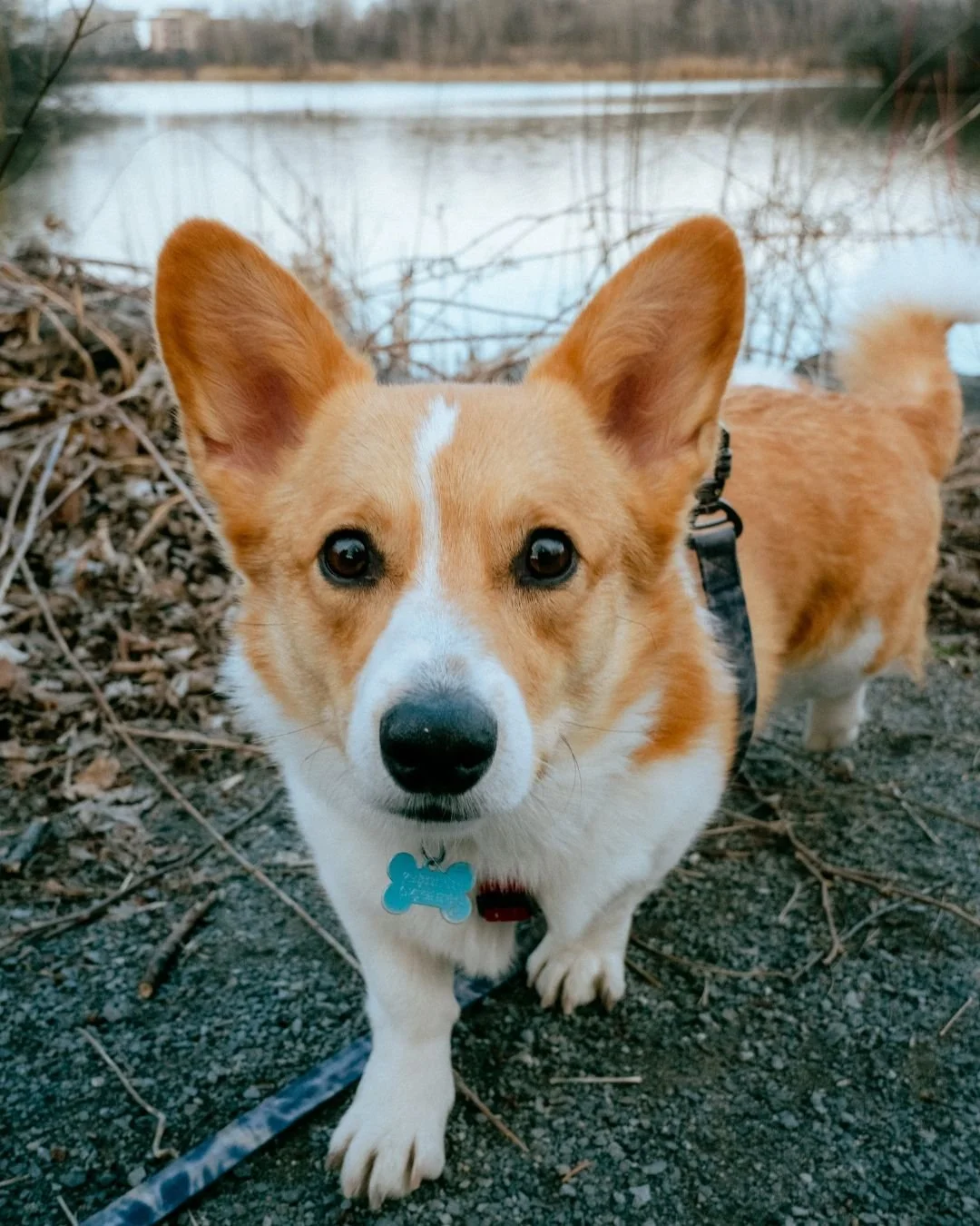 🐾 Meet Albert

This 3-year-old Corgi is a gentle, sensitive soul just waiting to shine. 💛

A little shy at first, Albert quickly warms up and becomes affectionate, playful, and happiest by your side. He&rsquo;s potty and crate trained, can stay hom