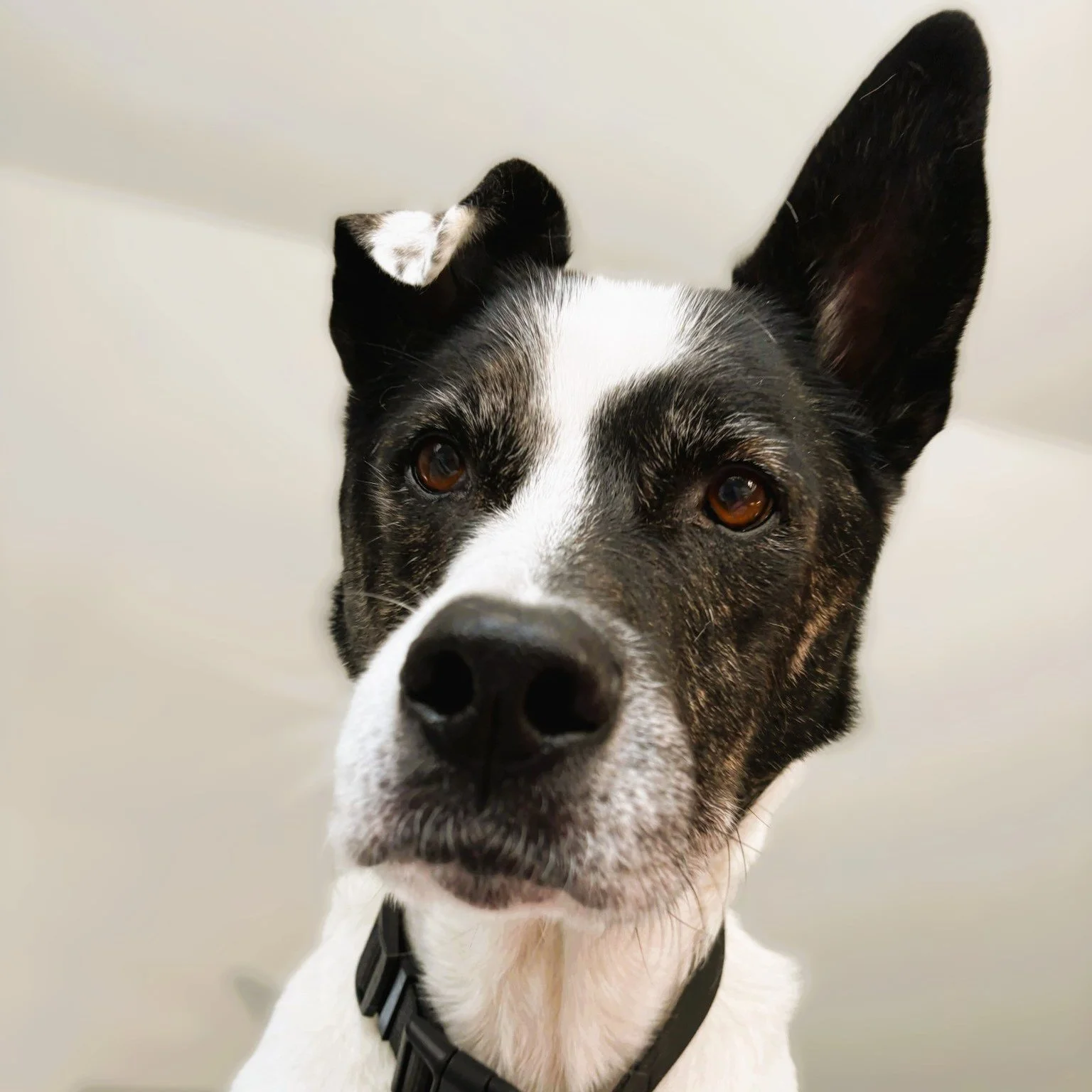 🐾 Giorgi 🤎 One of our longest residents &mdash; waiting since July 2025

Giorgi has been waiting almost a year&hellip; and still no one has chosen him 💔
Once loved, he lost his home when his family moved&mdash;and now he&rsquo;s still waiting, ful