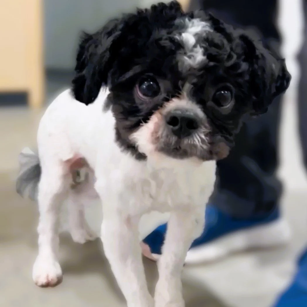 🐾 Ecko 🤎
*Foster-to-Adopt (FTA)*
9 months | Shih Tzu | ~12 lbs

Ecko sees the world a little differently&hellip; and sometimes, that makes it scary 💔

Partially blind since birth, new environments can overwhelm him. But he&rsquo;s a gentle, loving