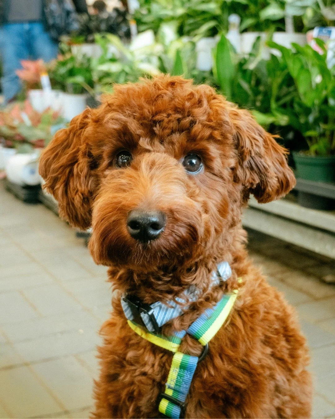 Clifford didn&rsquo;t stay available for long, he was quickly matched through our
potential adopters list, which is always the best-case scenario for dogs like him.

Clifford is incredibly affectionate and full of excitement, but he also has a sensit