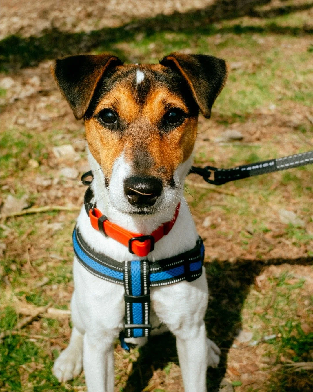 We&rsquo;re so excited to share that Jack is beginning an incredible new chapter, his journey to becoming a therapy dog 💛

Jack came to us as a stray, and from his very first assessment, it was clear he had something special. His temperament, resili