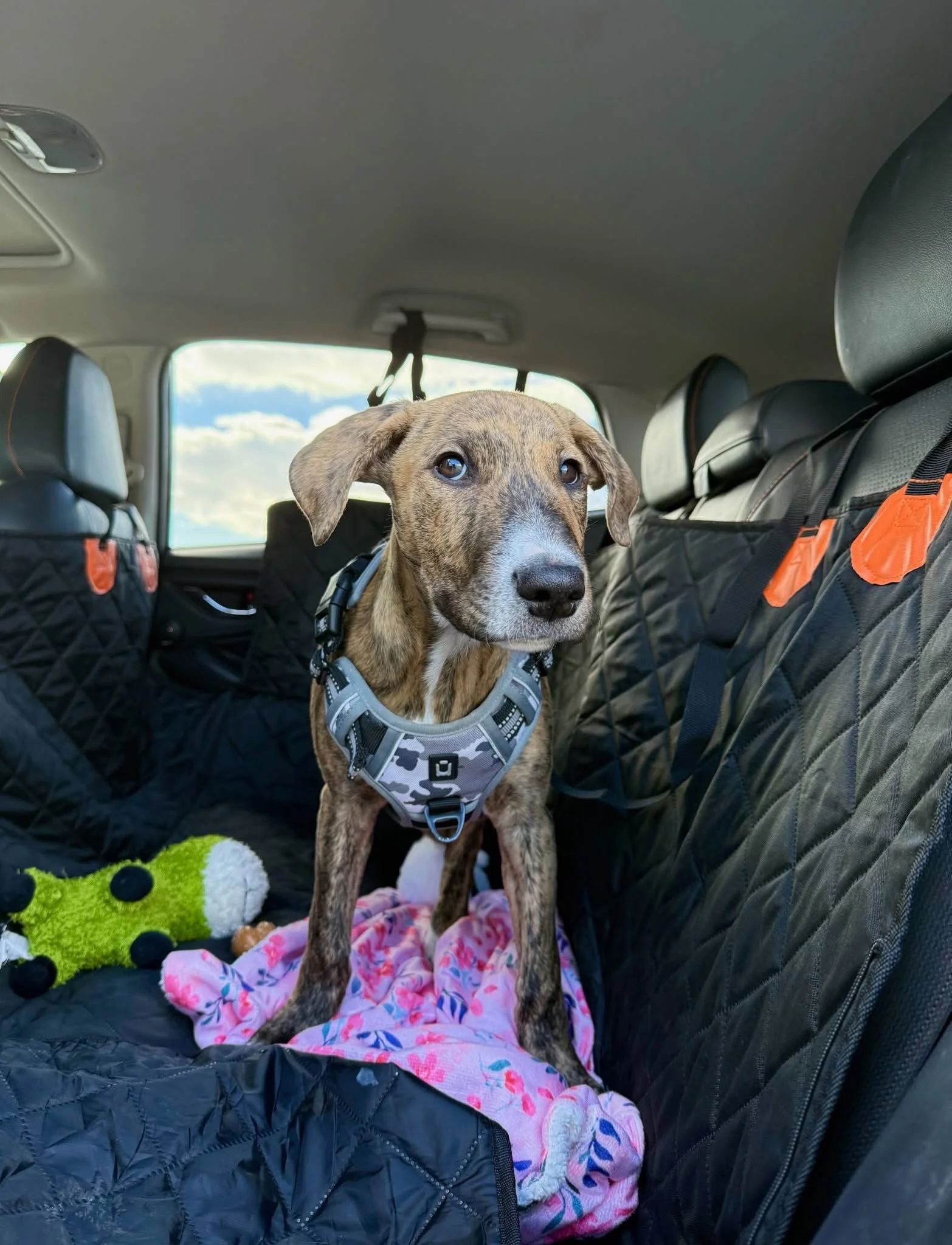 Hello community! We are looking for a volunteer transport for sweet Bella 🐶🚗

📅 Date: May 20
📍 Pick up: Montreal (H3X 2X3)
⏰ Pick up time: ~6:30 AM
📍 Drop off: Animatch Vet Clinic, 331 QC-342, Pointe-Fortune, QC J0P 1N0
⏰ Drop off time: ~7:30 AM