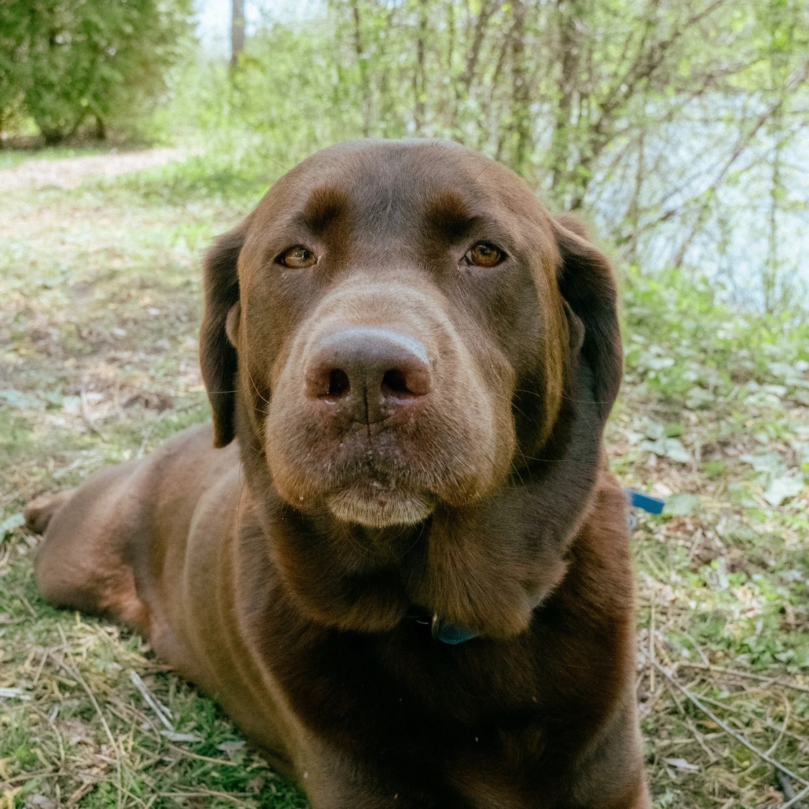 Meet our newest member of our Pack🤎

Palmer is a goofy, affectionate, people-loving Lab who just wants to be by your side 💛

5-year-old Lab | Male | ~95 lbs (on a gentle weight-loss journey)

✨ He&rsquo;s great with dogs, calm with kids, playful, f