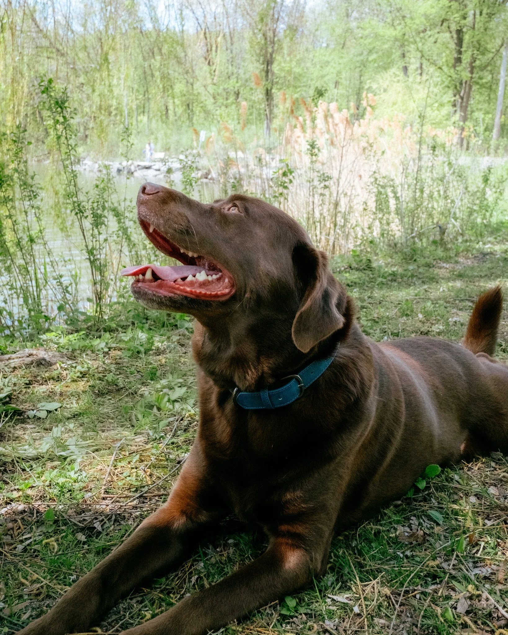 D&eacute;couvre le tout nouveau membre de notre meute 🤎

Palmer est un Labrador dr&ocirc;le, affectueux et tr&egrave;s attach&eacute; aux humains qui veut simplement &ecirc;tre &agrave; vos c&ocirc;t&eacute;s 💛

Labrador de 5 ans | M&acirc;le | ~95