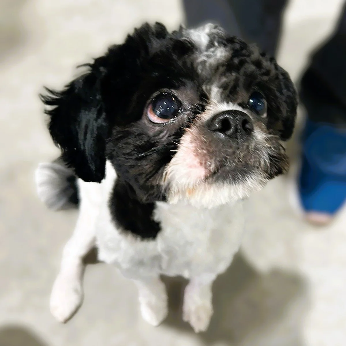 📍Searching for an adoptive family/Famille d&rsquo;adoption recherch&eacute;e📍

🐾 Please don&rsquo;t let Ecko be overlooked 🤎
At just 9 months old, Ecko is already learning how to navigate a world that feels scary and uncertain sometimes 💔 Partia