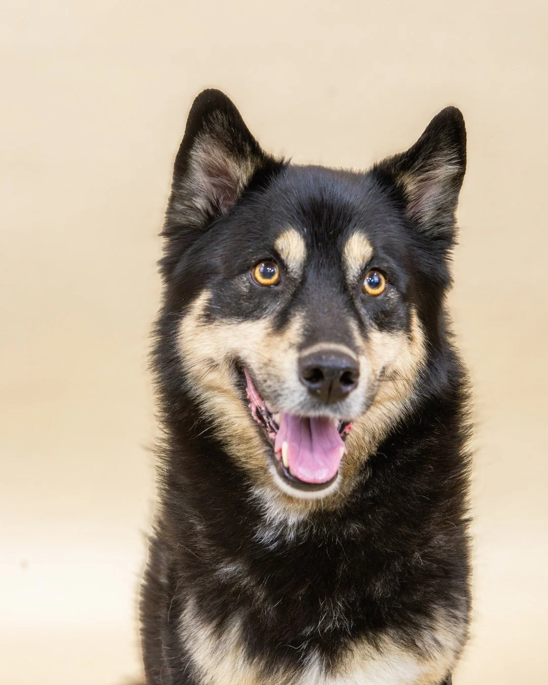Cooper is one of our longer residents who is still looking for his furever home. Cooper is a 8yrs old Pomsky who dreams of a fun, outdoorsy family with a cozy home and a yard to zoom around in. He&rsquo;s happiest when he&rsquo;s part of the action &
