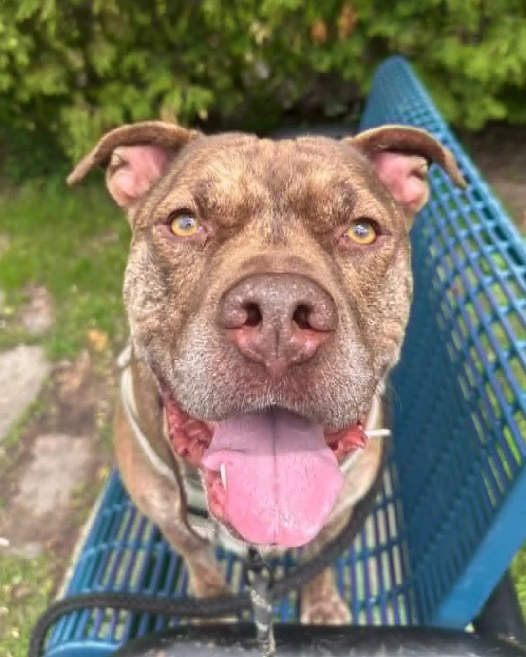 Gatsby is one of our longest residents and is still waiting for his perfect match. At 4 years old and 80 lbs, this handsome boy is looking for a quiet home away from the hustle and bustle of city life.

His dream home includes a fenced yard where he 