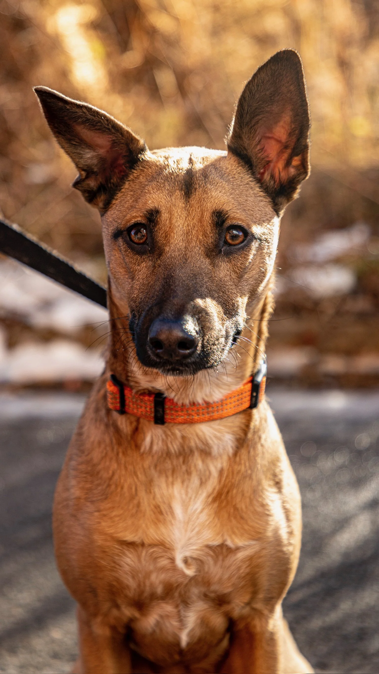 Sponsorship Golden Level