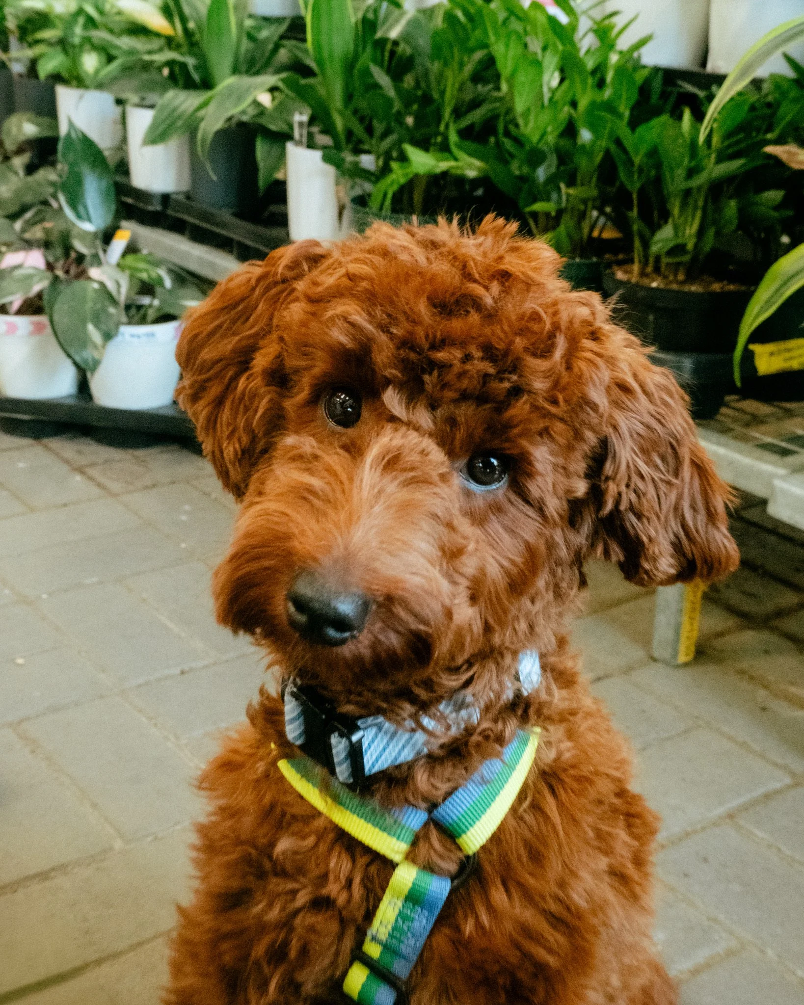 Clifford (Bientôt disponible - Available soon)