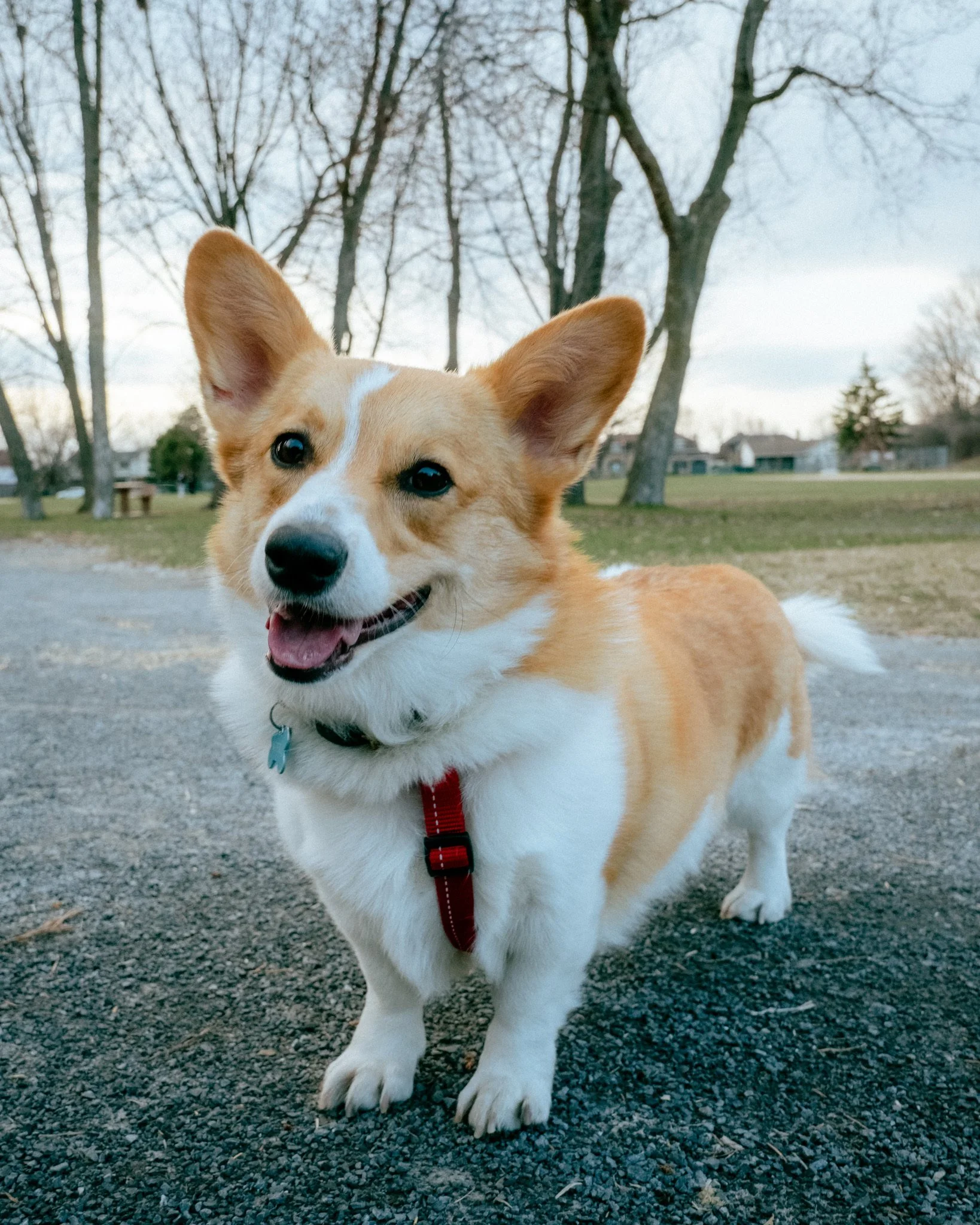 Albert 🙈  In Adoption Trial 🏡 Processus d'adoption: En période d'essai