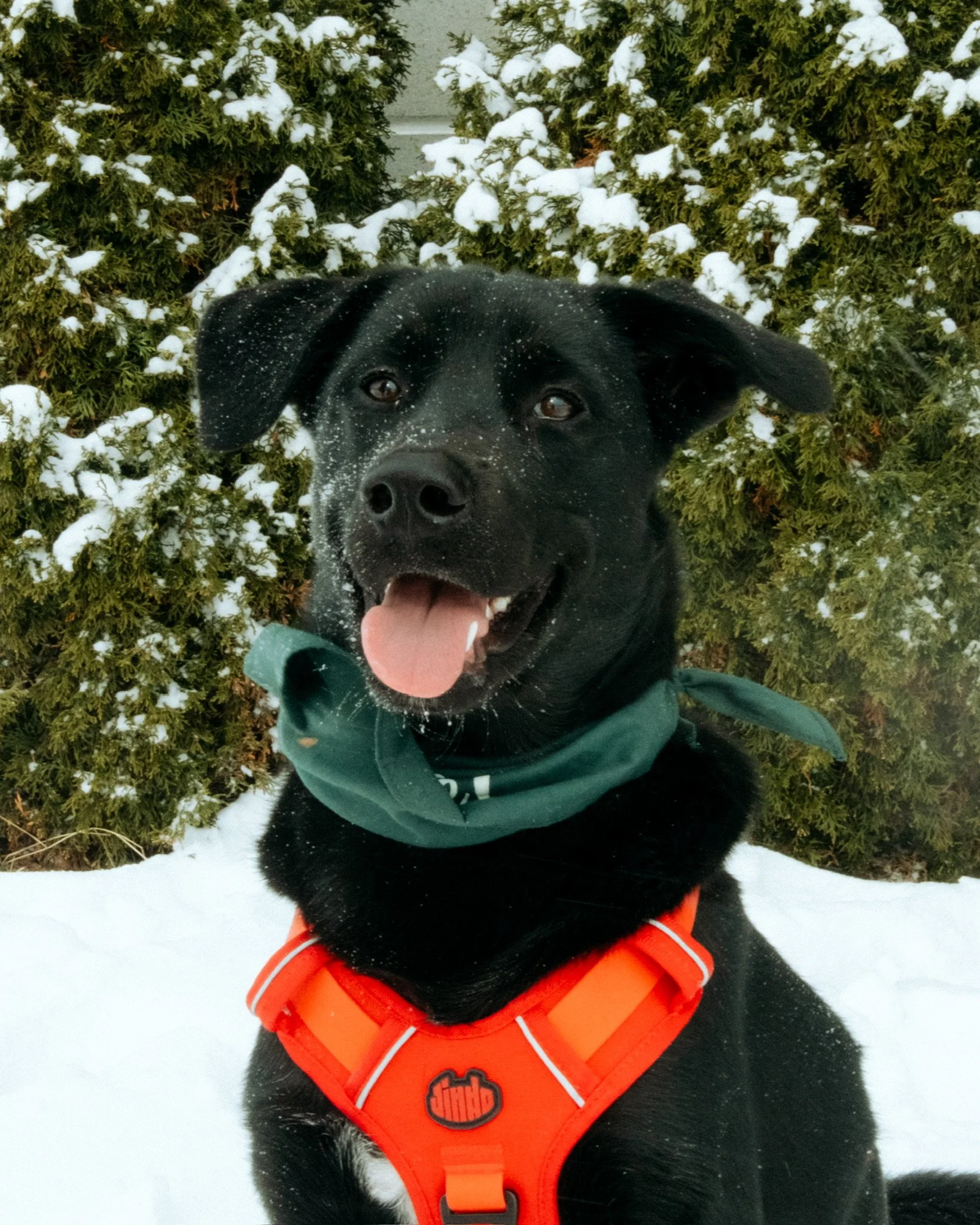 Teddy 🧸 In Adoption Trial 🏡 Processus d'adoption: En période d'essai