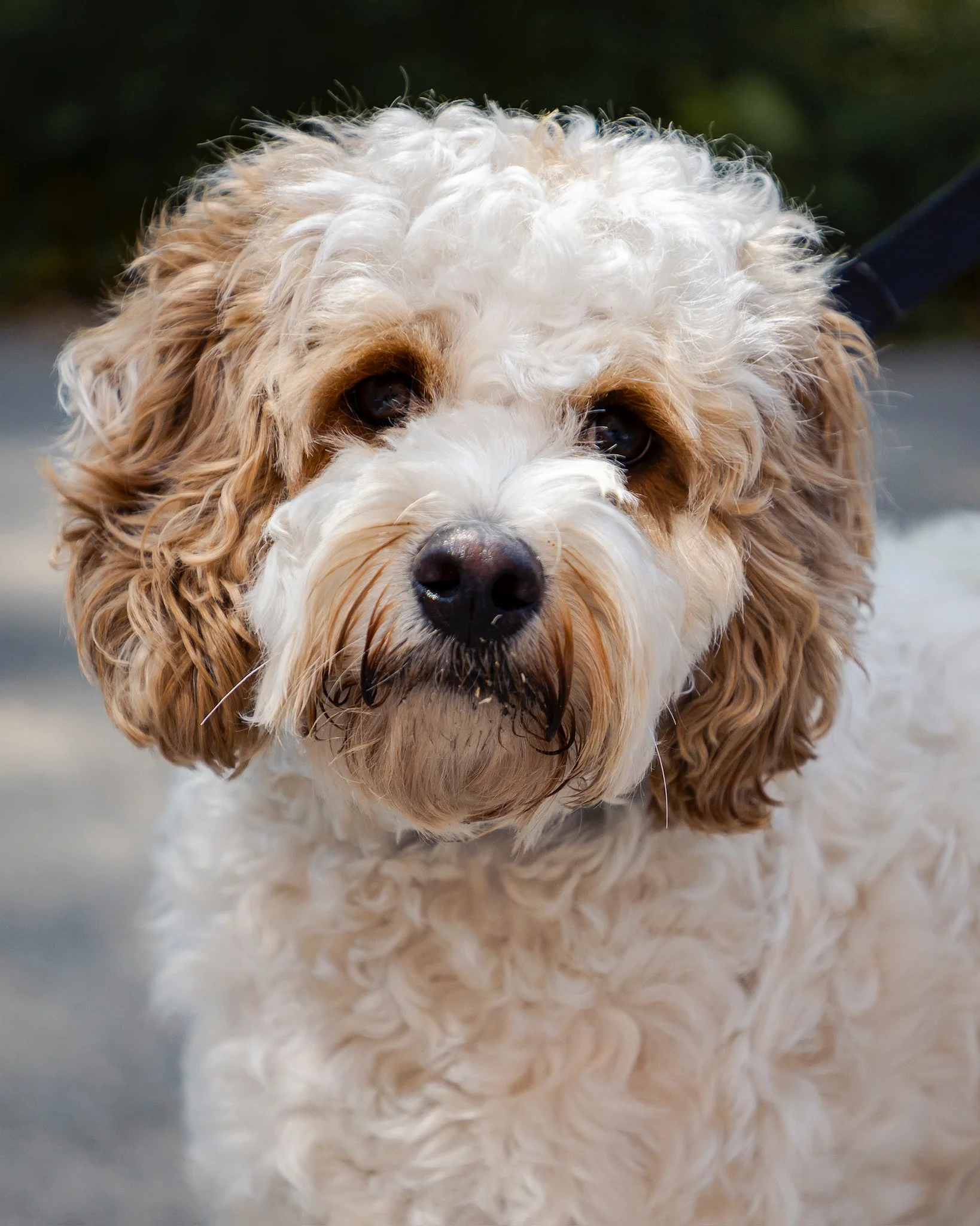 Toby 🥞In Adoption Trial 🏡 Processus d'adoption: En période d'essai