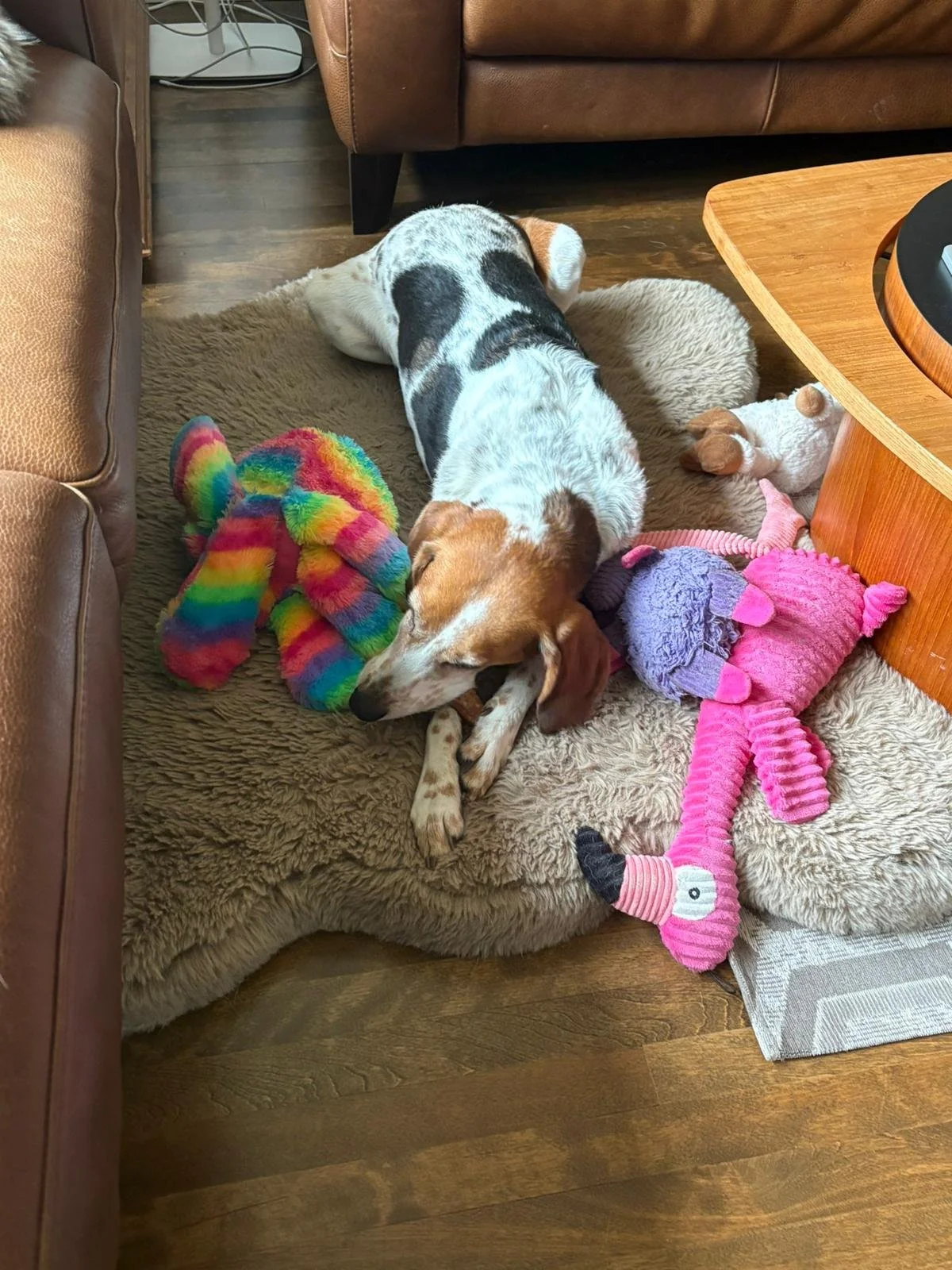 Annie: Home Since Sept '24