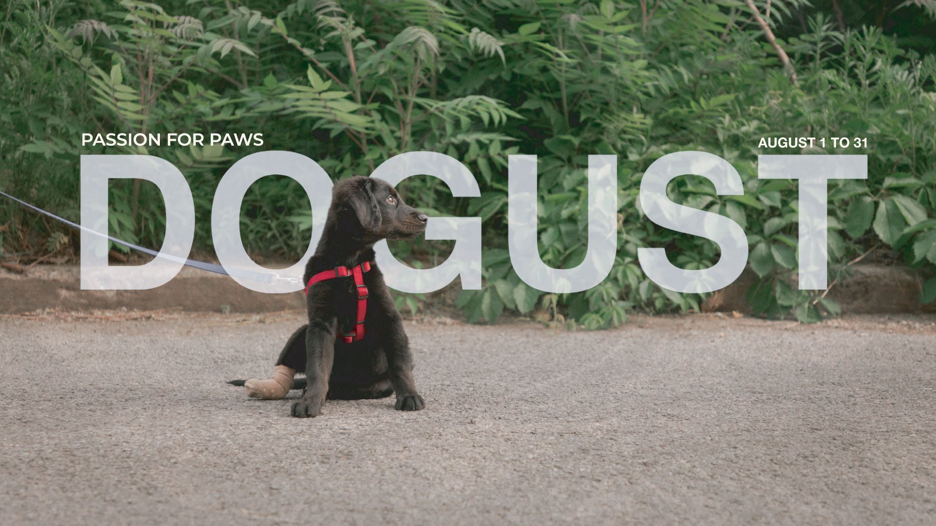 montreal_dog_rescue_dogust_passion_for_paws.jpg