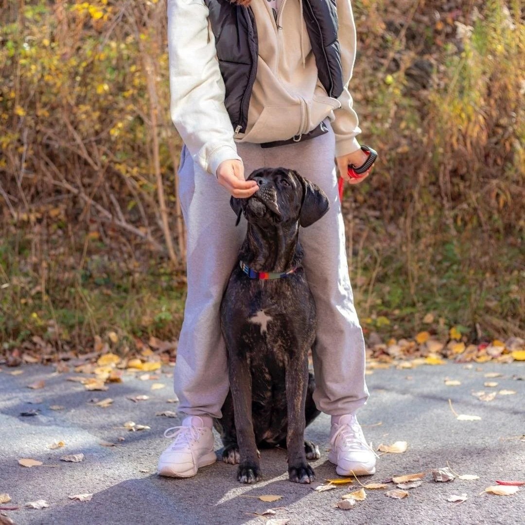 Foster, Fostering, Montreal, Laval