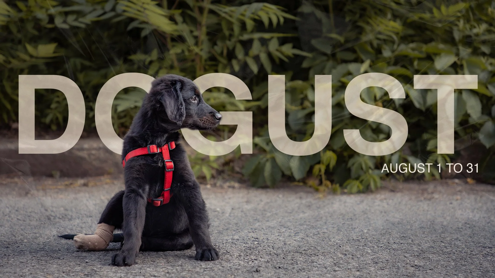 montreal_dog_rescue_dogust_passion_for_paws.jpg