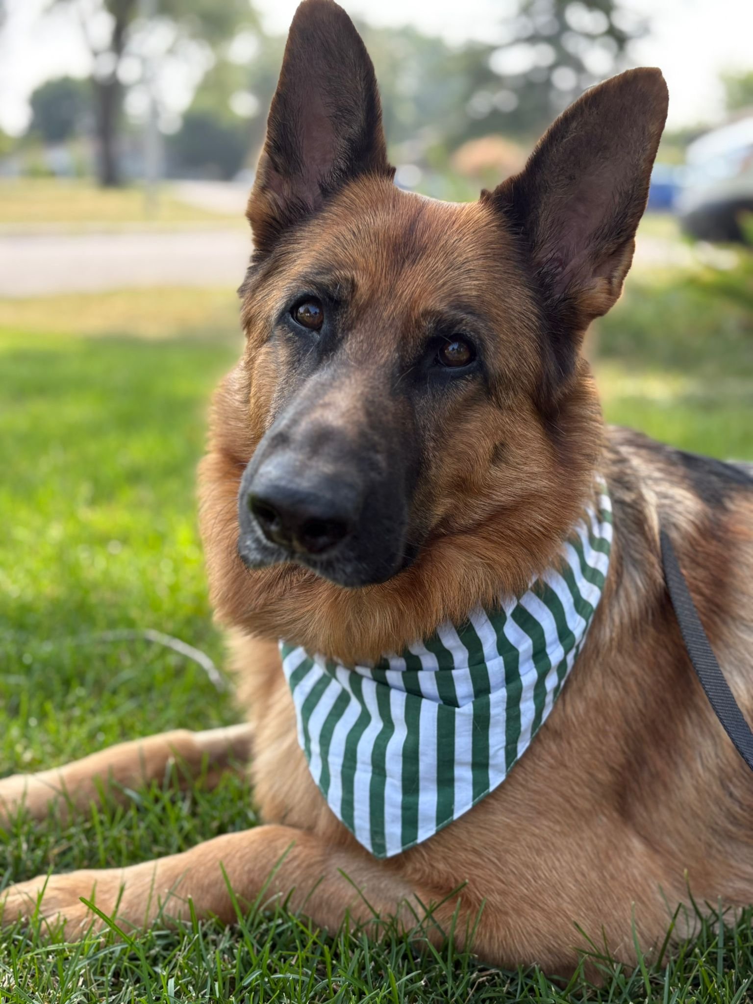 Ginger: Home Since July '25