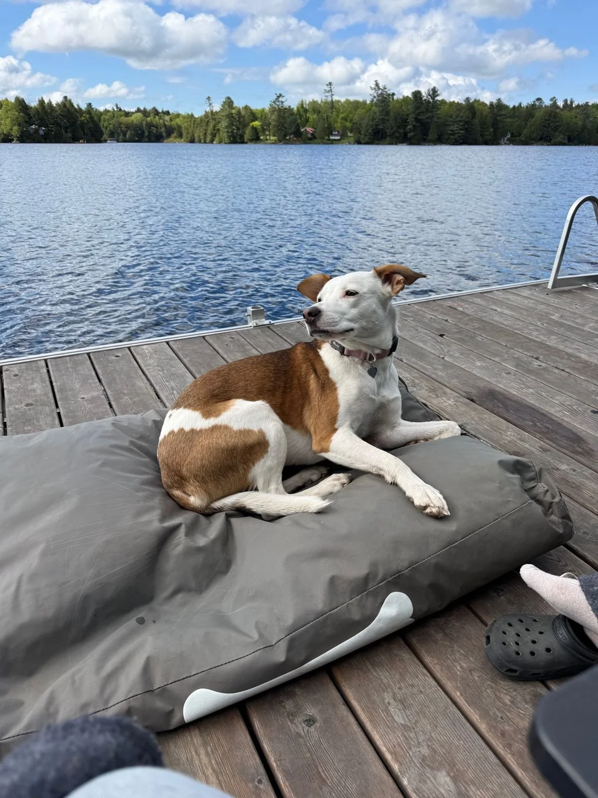Lucy: Home Since Feb '26