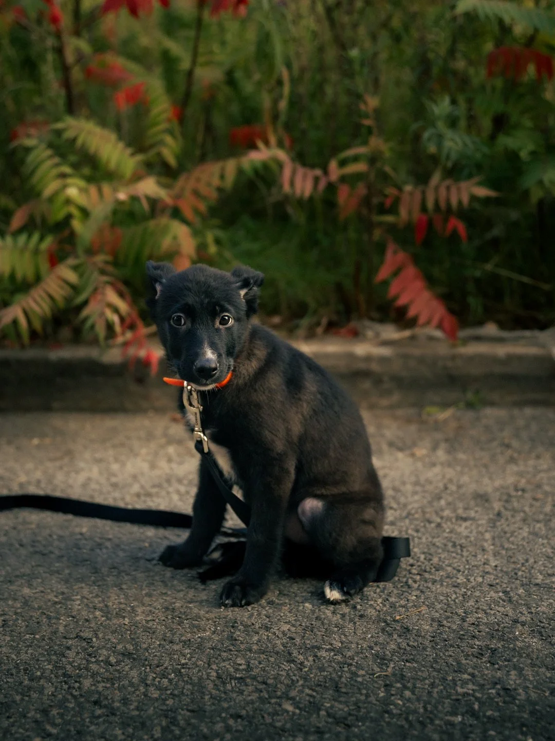 0918-puppy-rescue-132.jpg