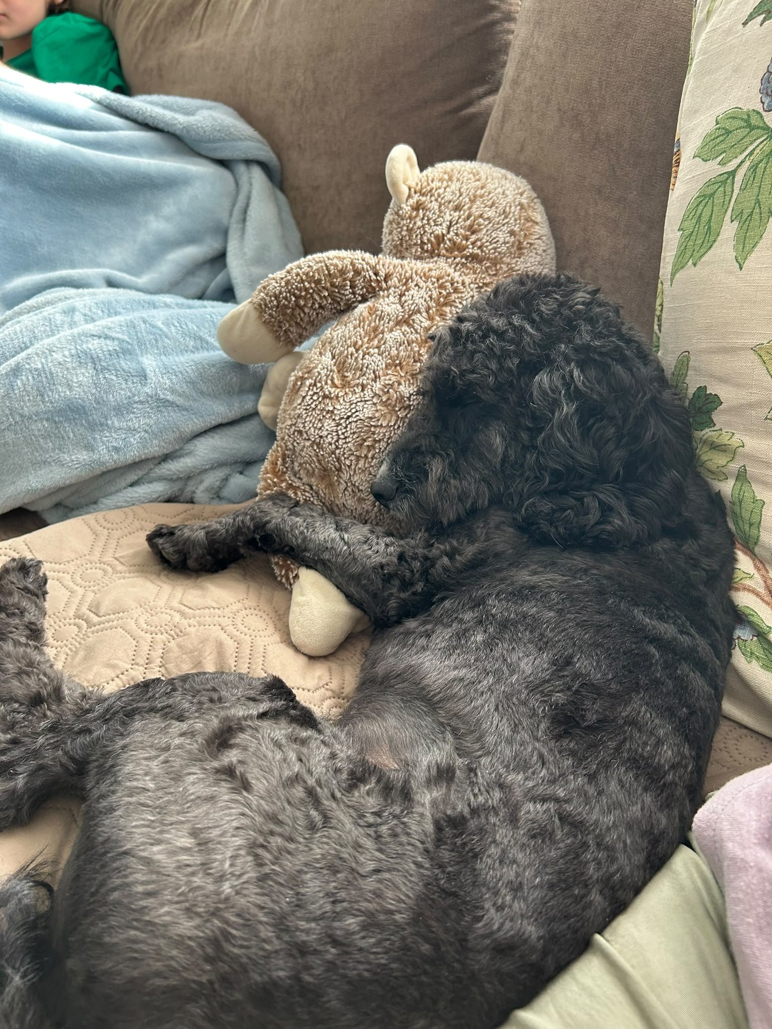 Boba: Home Since May '26