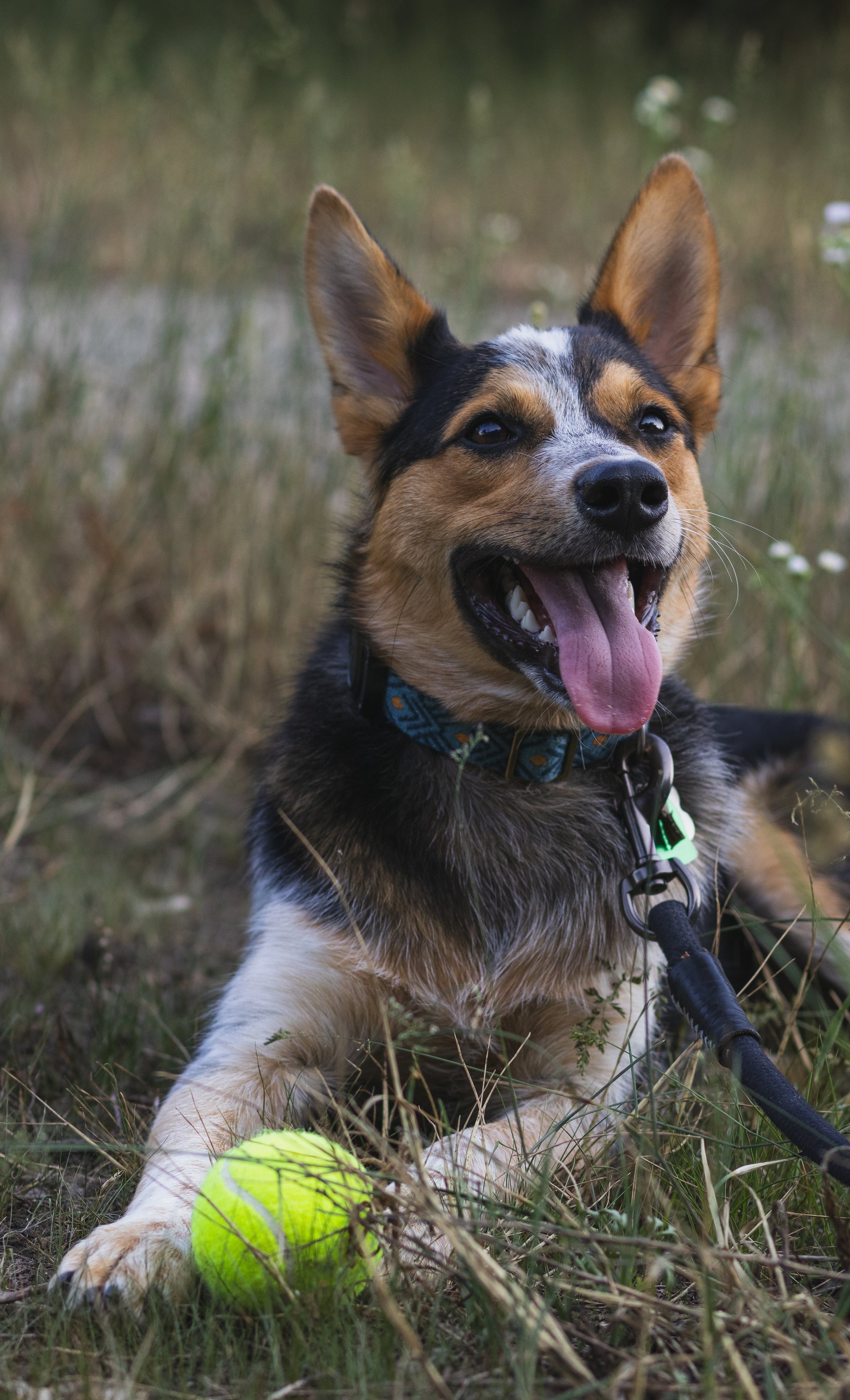 photo of dog with his favorite tennis ball smiling in appleton wisconsin