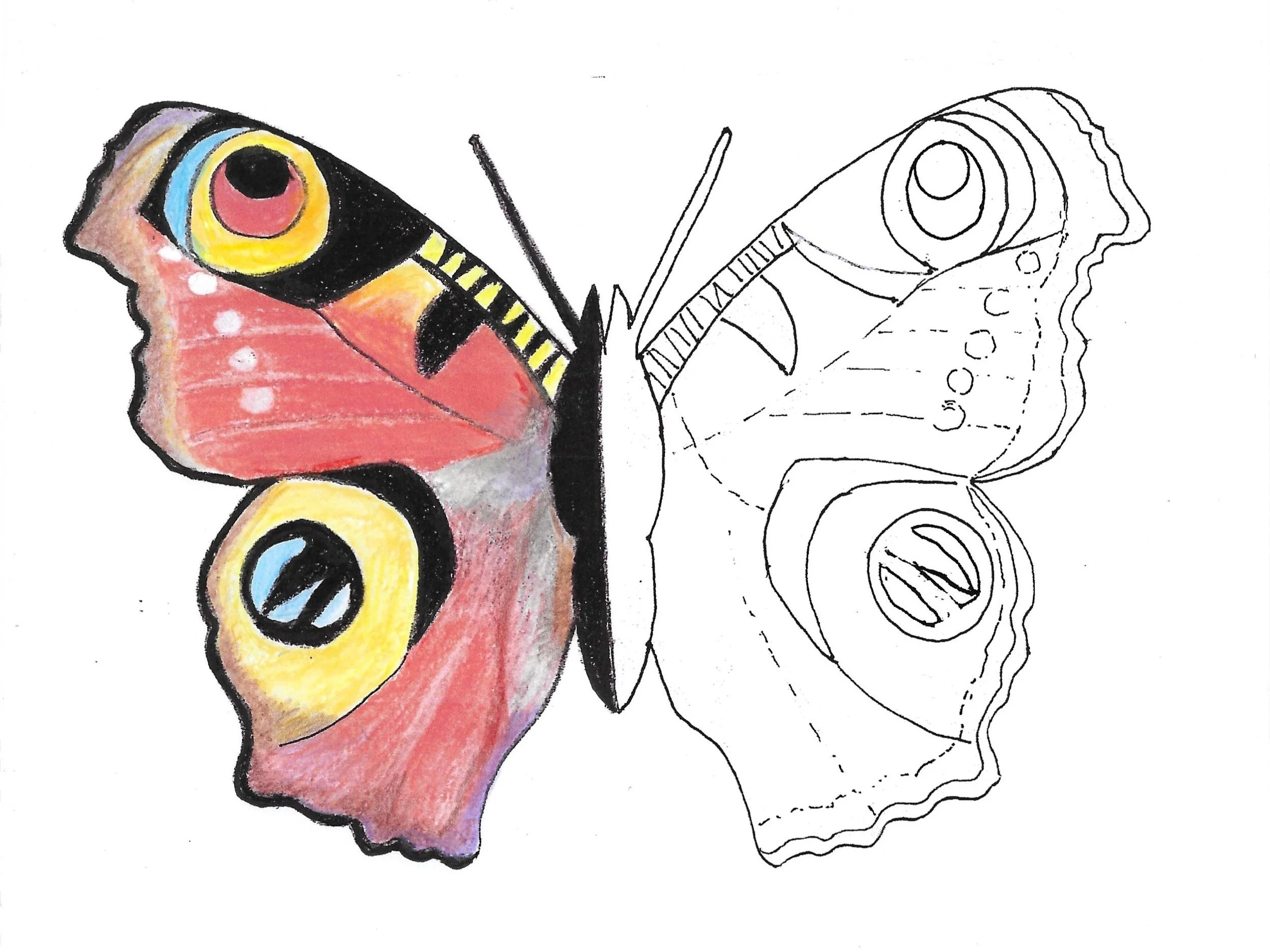 Peacock butterfly downloadable colouring sheet