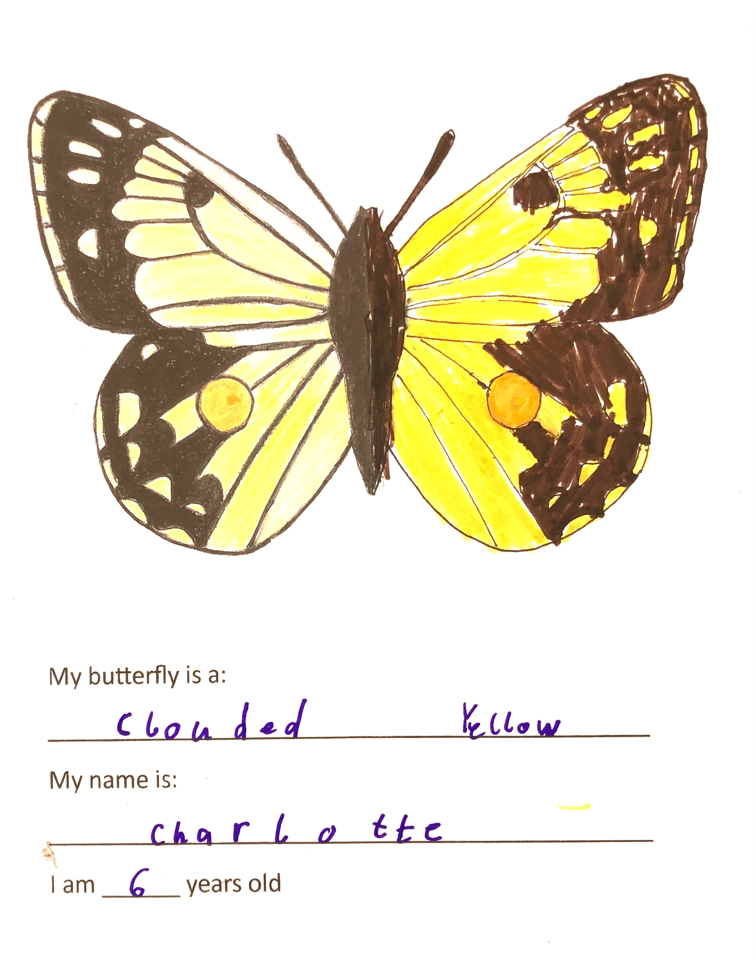 Kid's butterfly colouring 