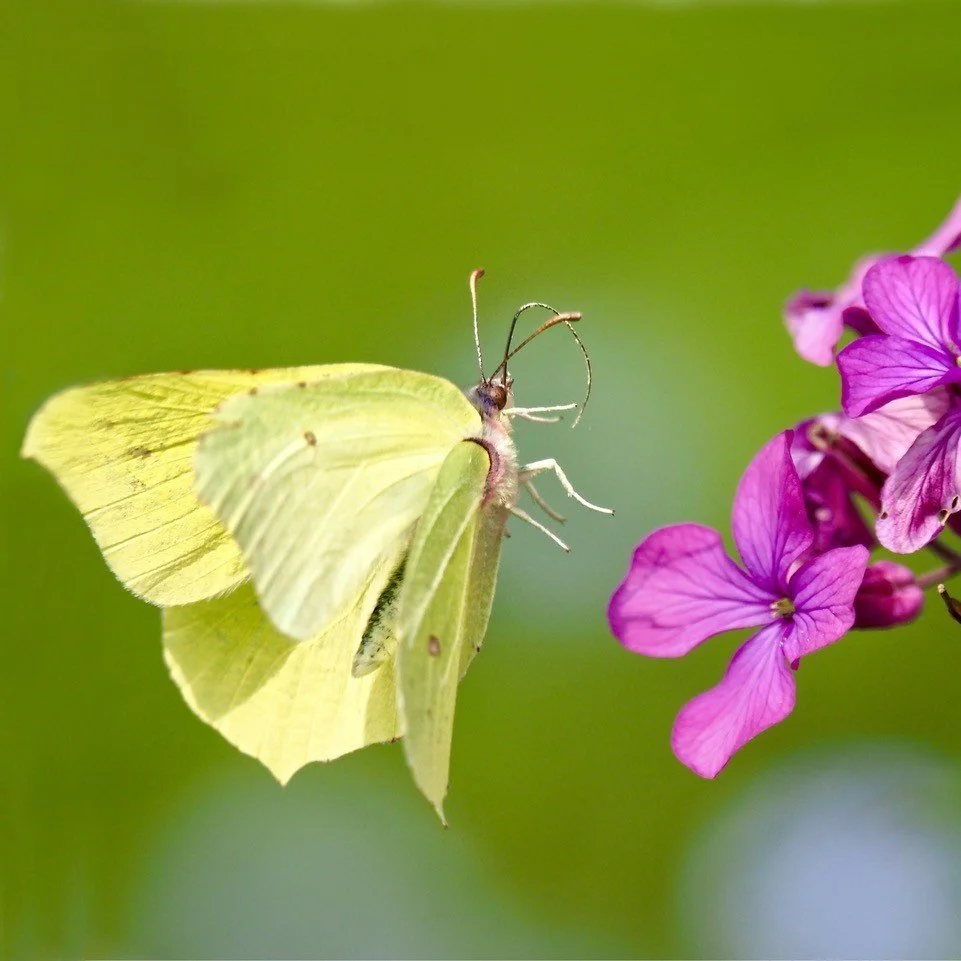 Brimstone Elmfield April '20.jpg