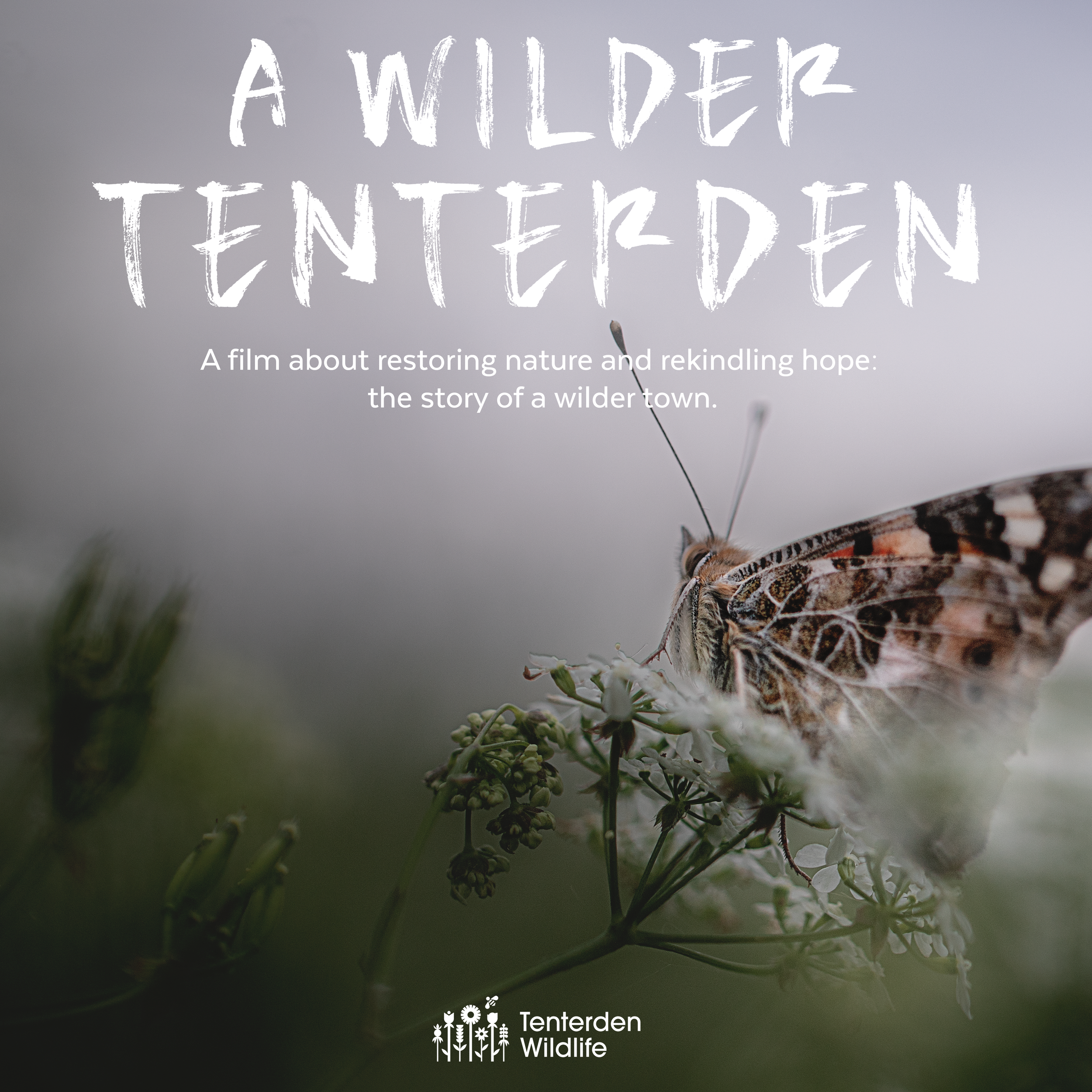 Butterfly on a flower image for 'A Wilder Tenterden' Film Screening Poster