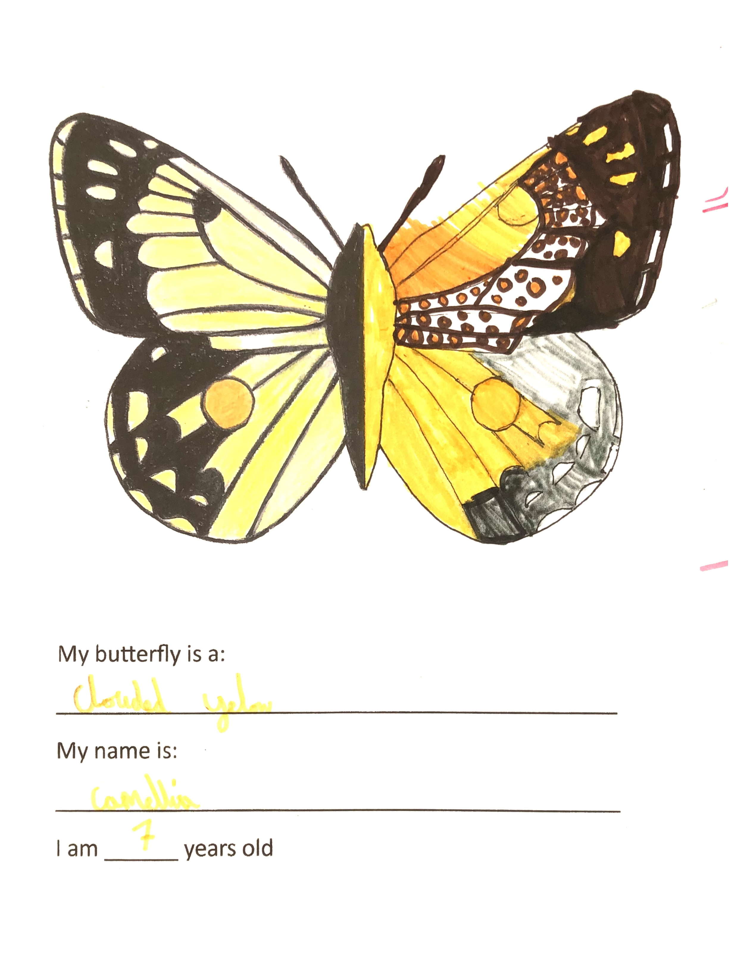 Kid's butterfly colouring 