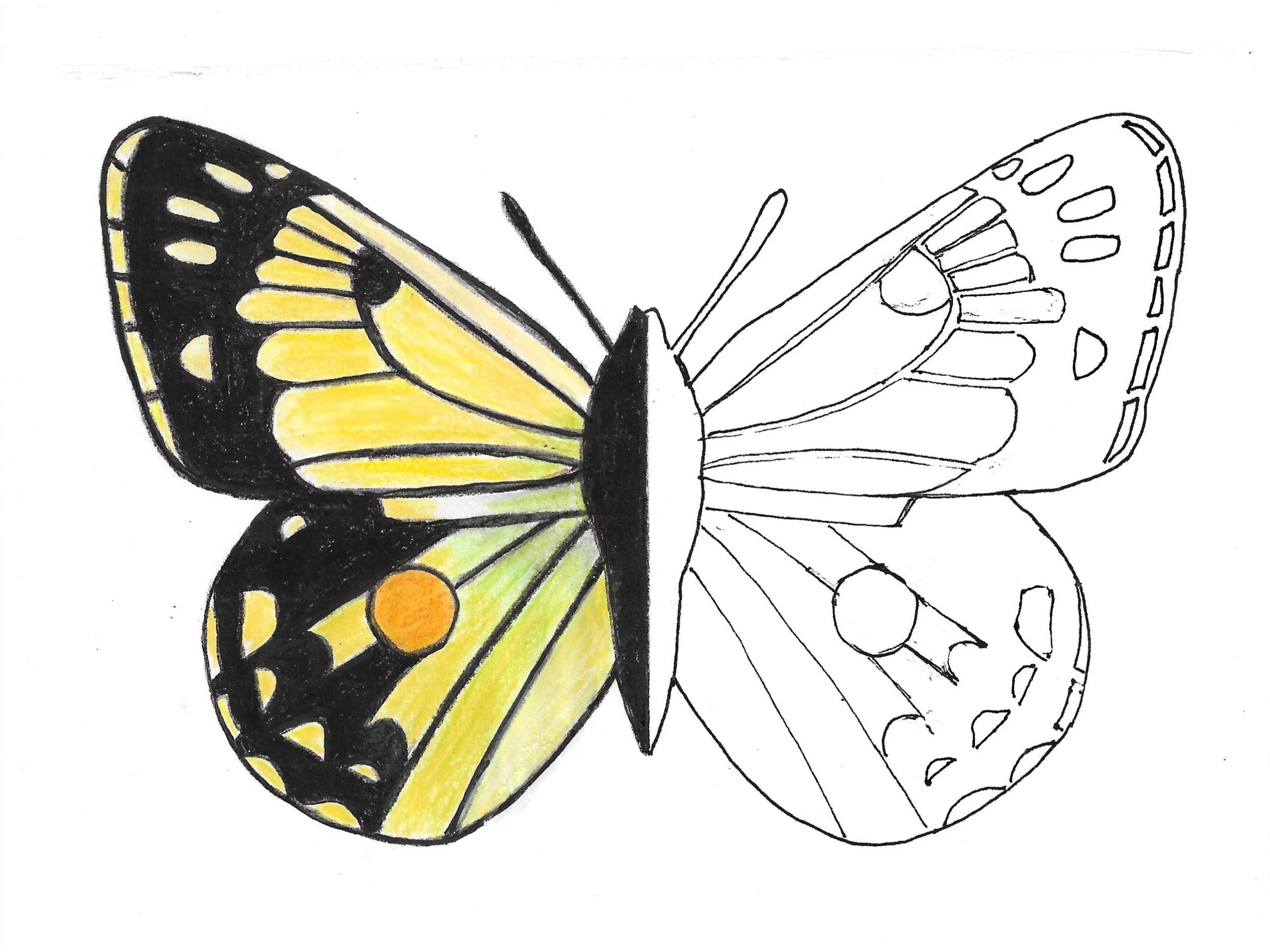 Clouded yellow butterfly downloadable colouring in sheet
