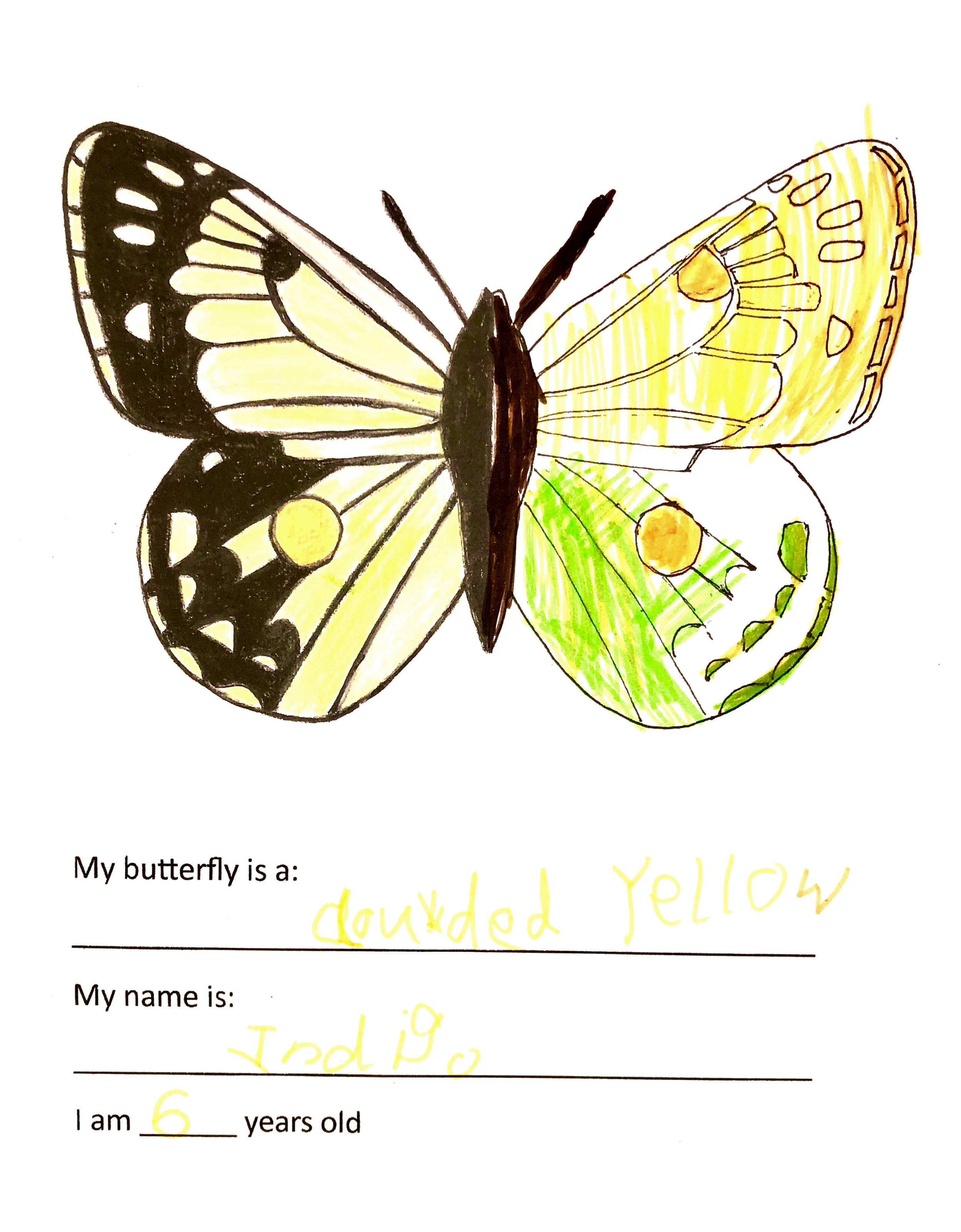 Kid's butterfly colouring 