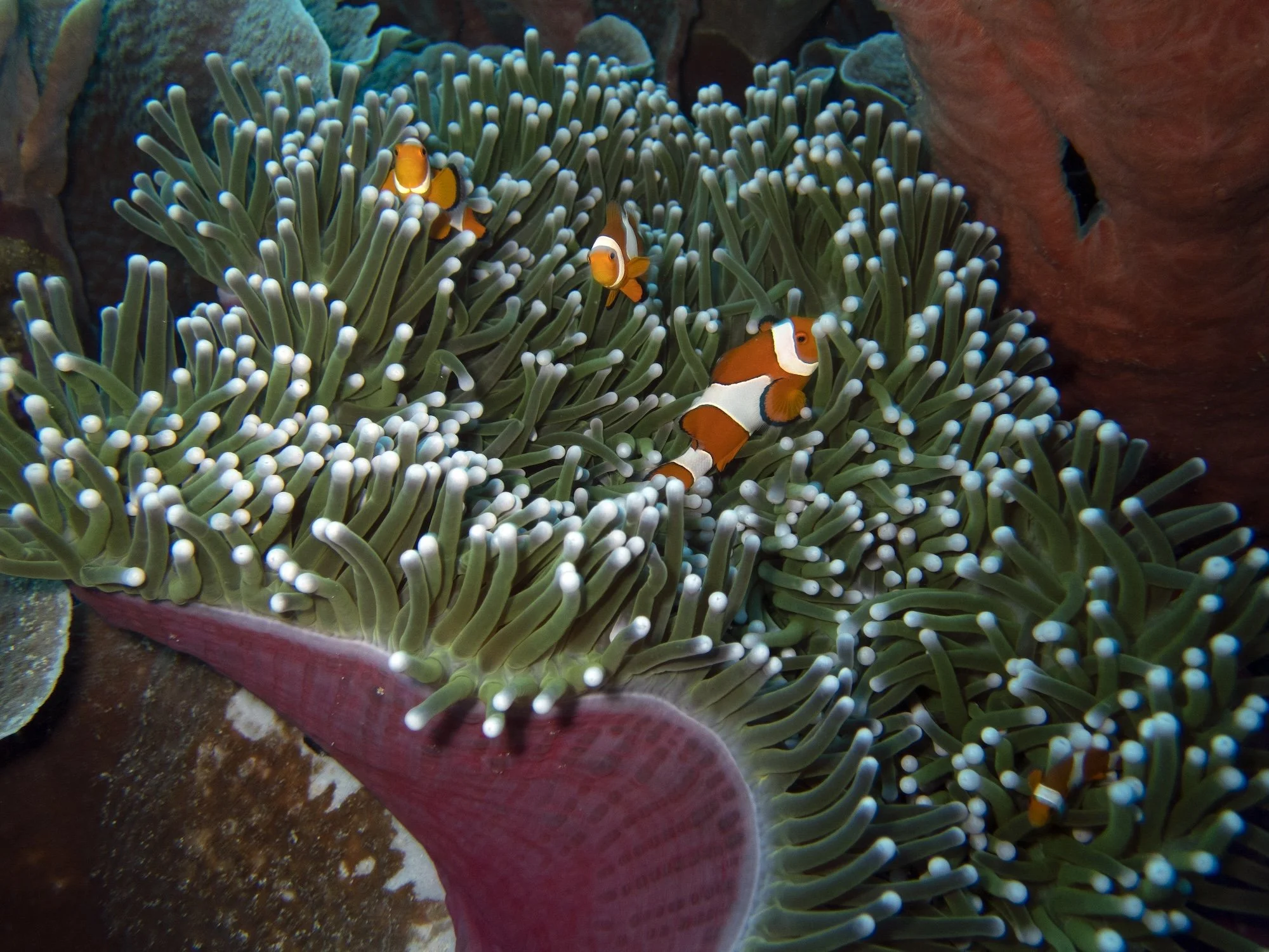 anemonefish