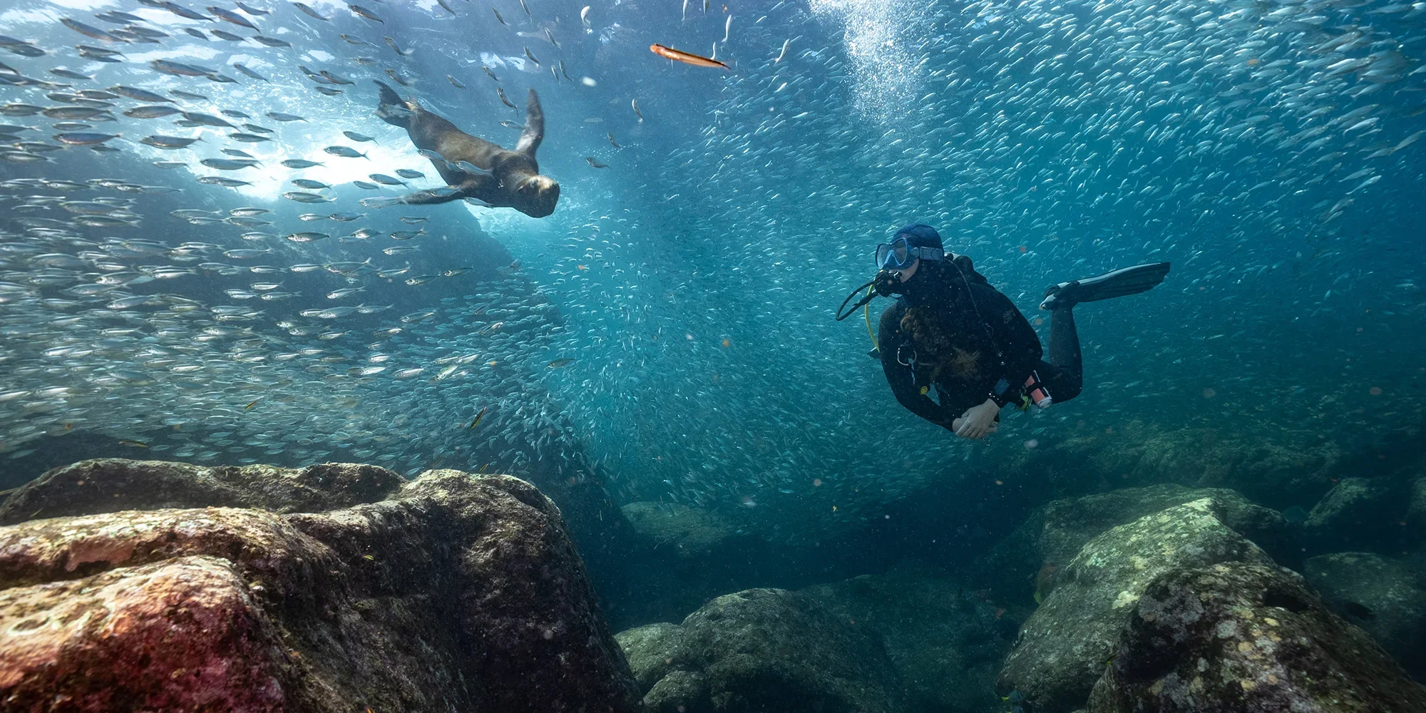scuba diver and curious seal in the Sea of Cortez