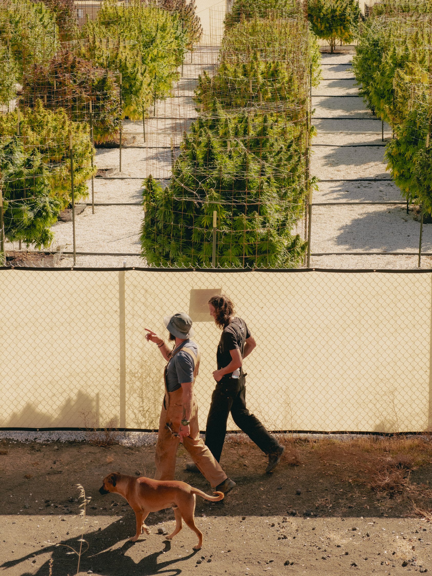 FUME WEED FARM