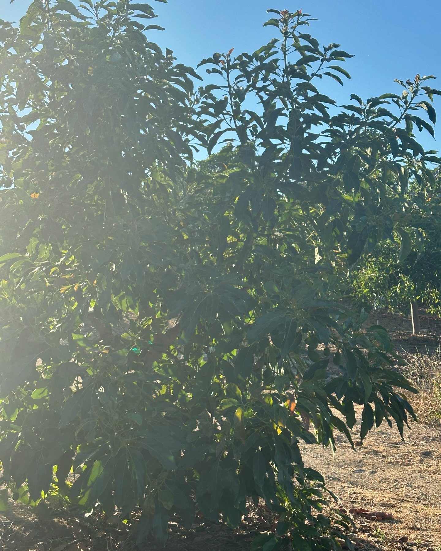 What&rsquo;s better than some avos on a summer evening? Not much! 🥑🌅