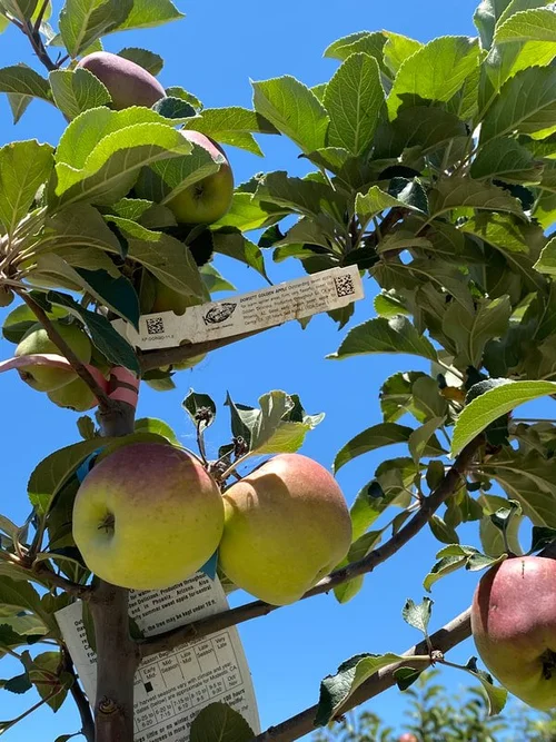 Maddock Ranch Nursery, local shop in Fallbrook, photo 5 of 6