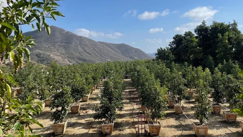 Maddock Ranch Nursery, local shop in Fallbrook, photo 2 of 6