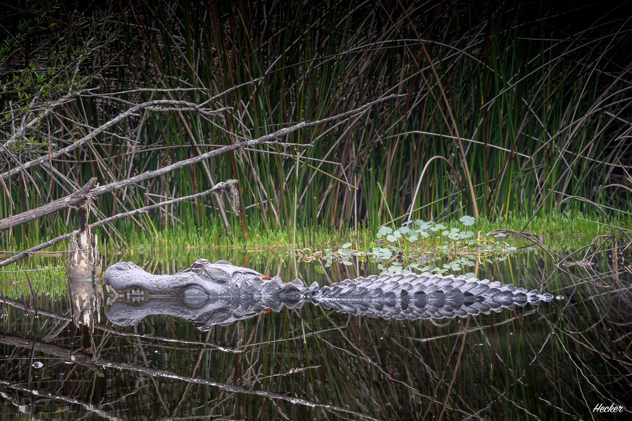 Reflecting Gator,
Charleston, South Carolina