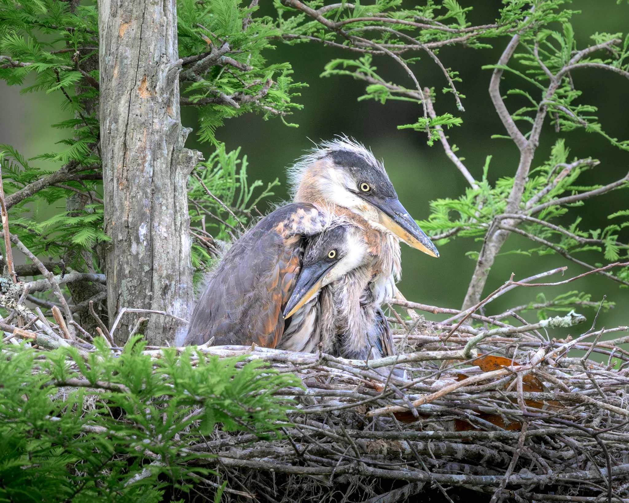 Siblings,
Charleston, South Carolina