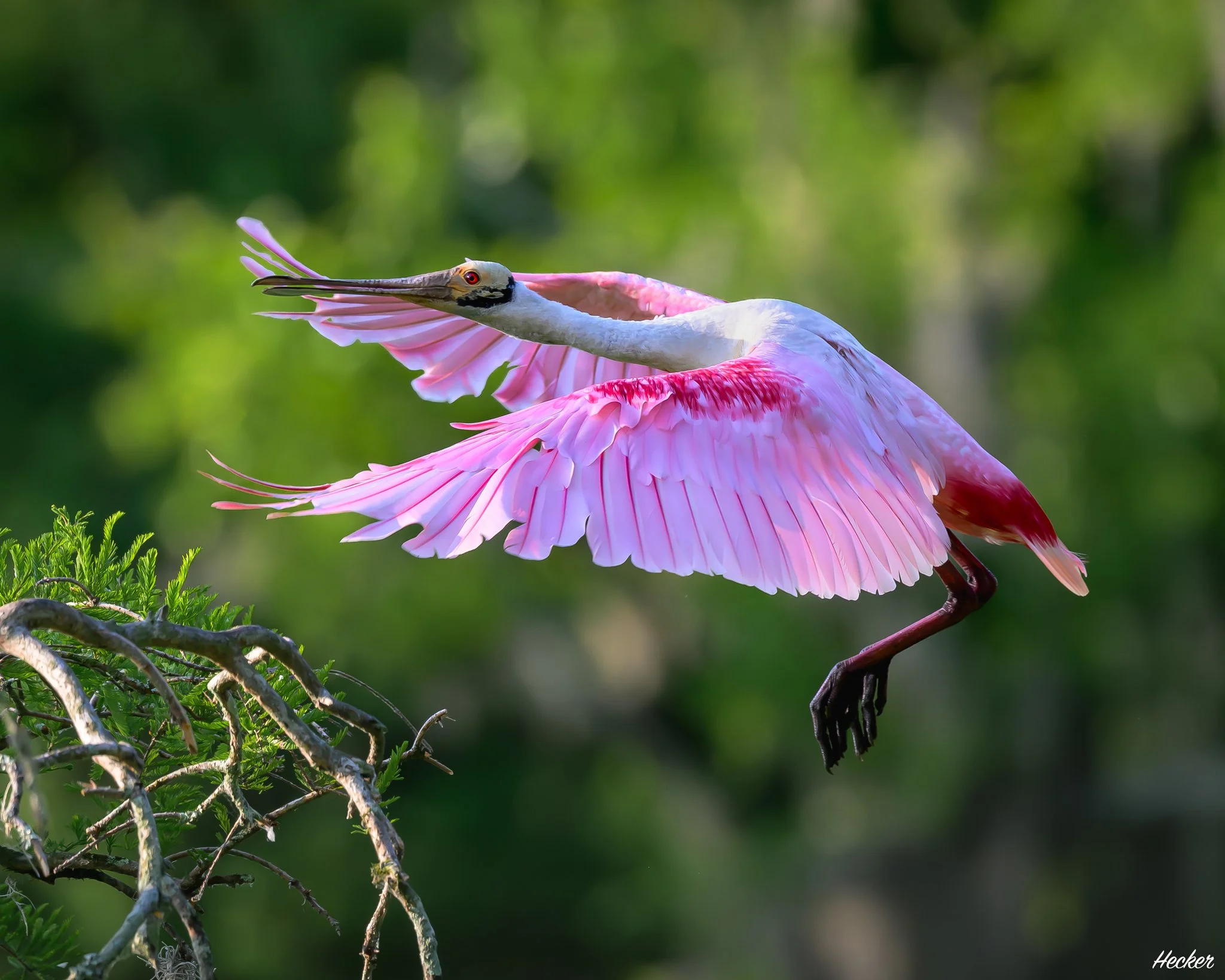 Graceful Rose,
Charleston, South Carolina