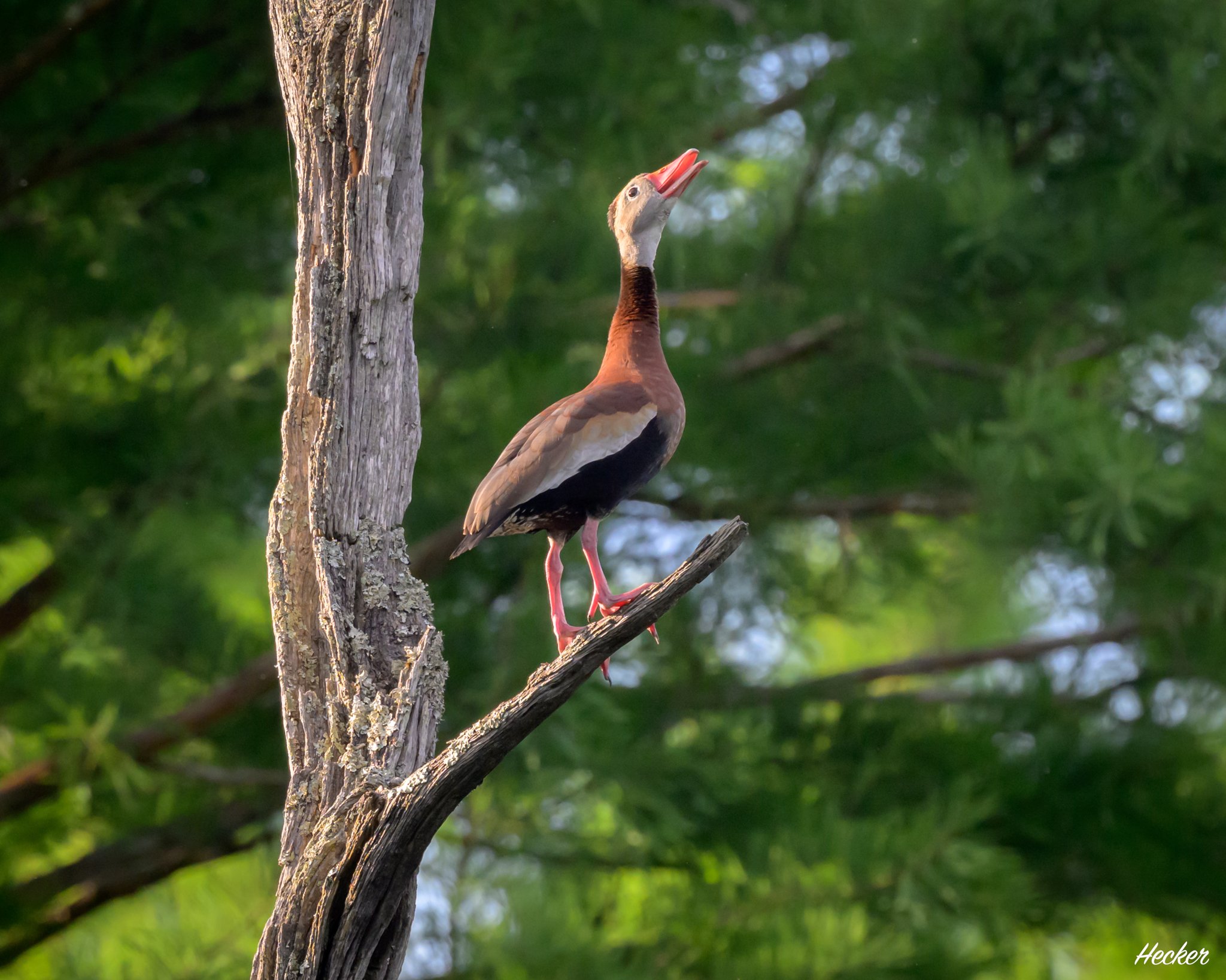 Whistling Duck, Whistling
Charleston, South Carolina