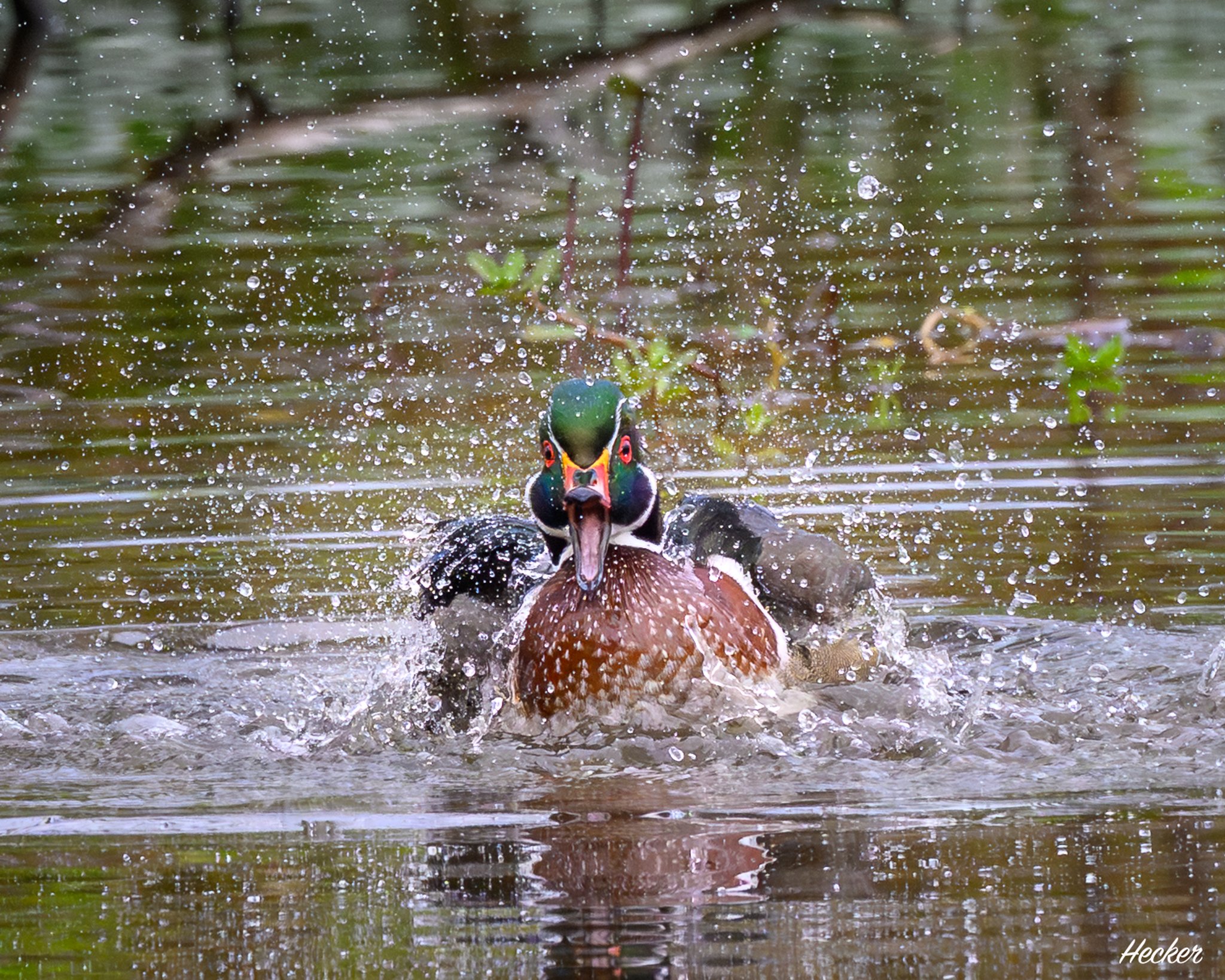 Bath Time,
Charleston, South Carolina